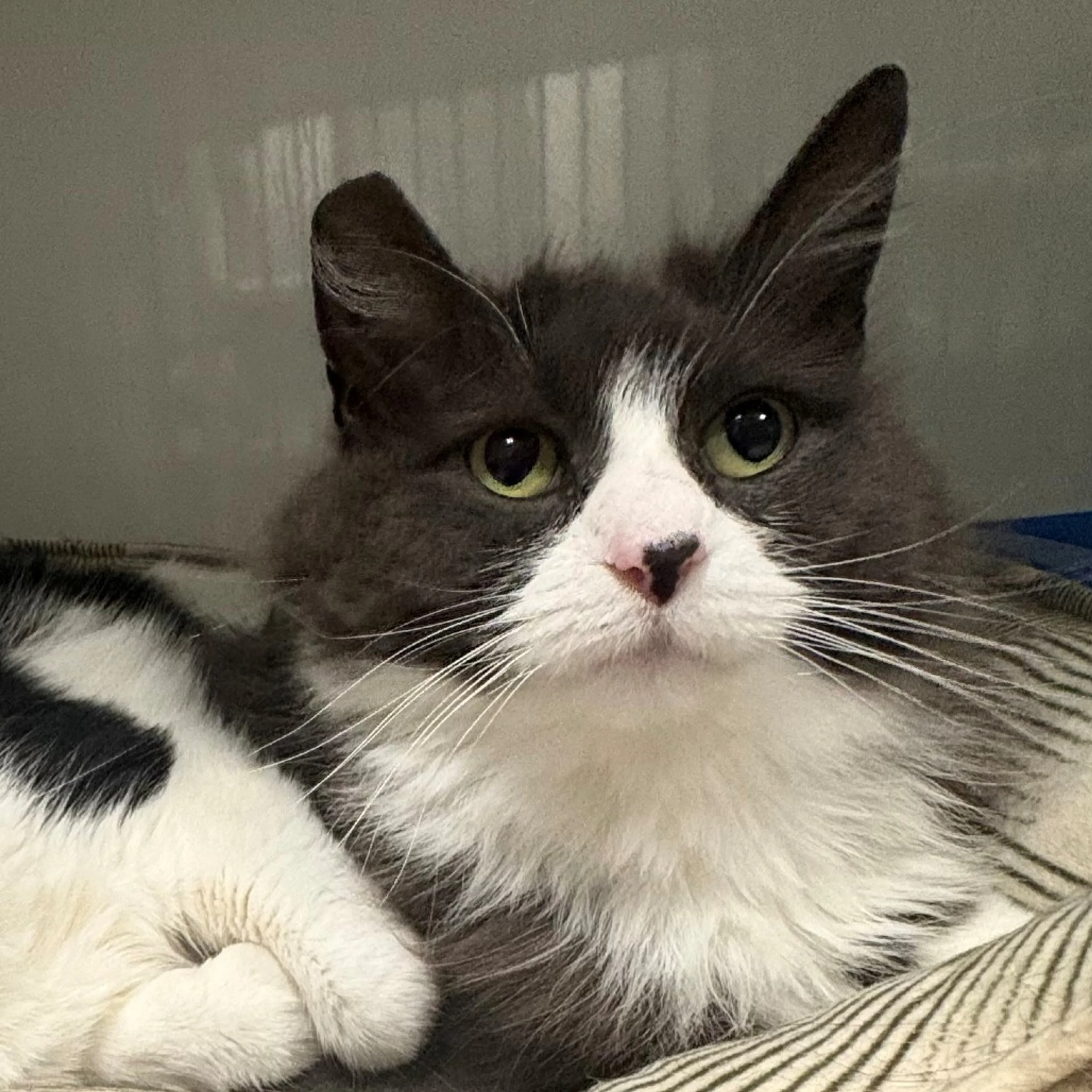 Found pet-3