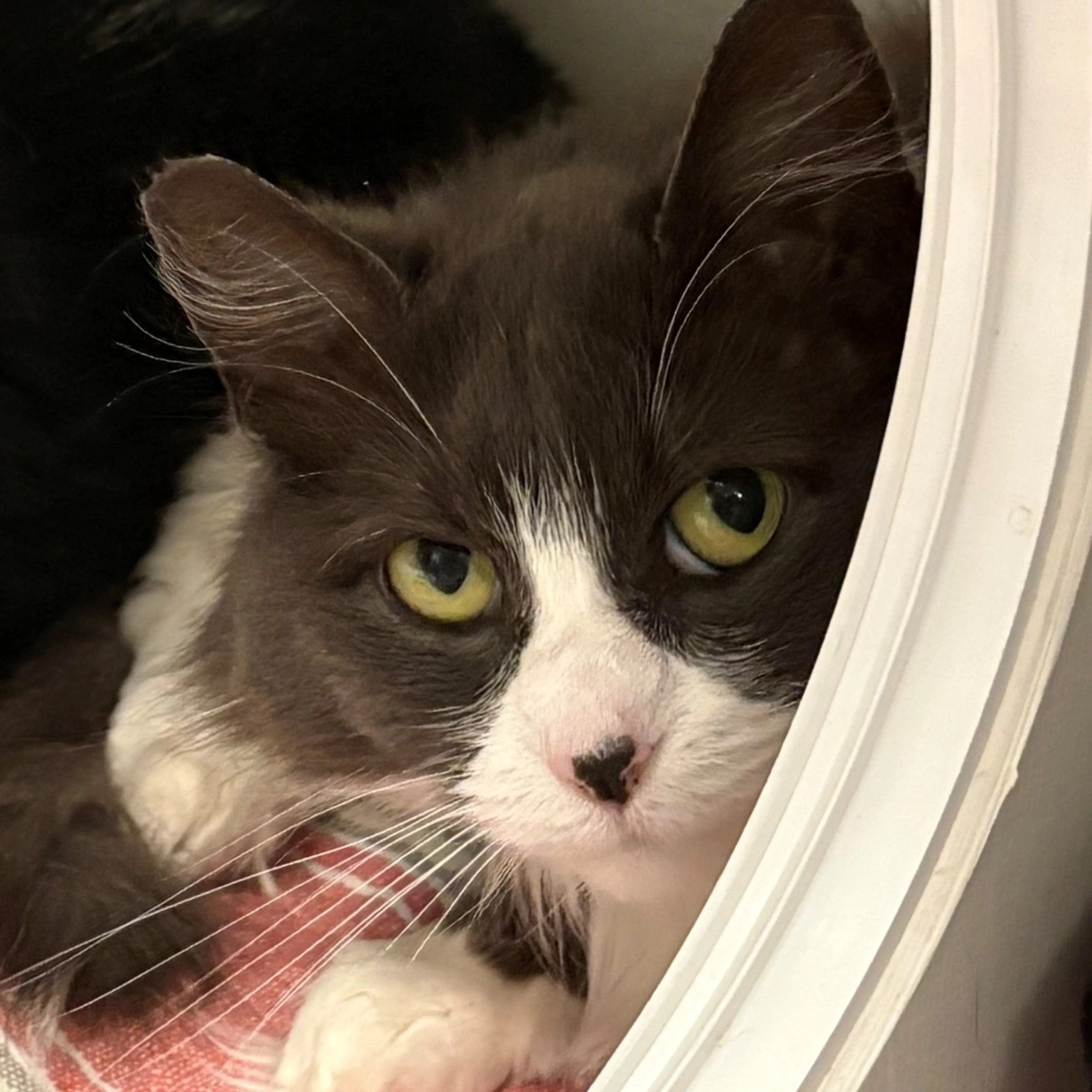 Found pet-2