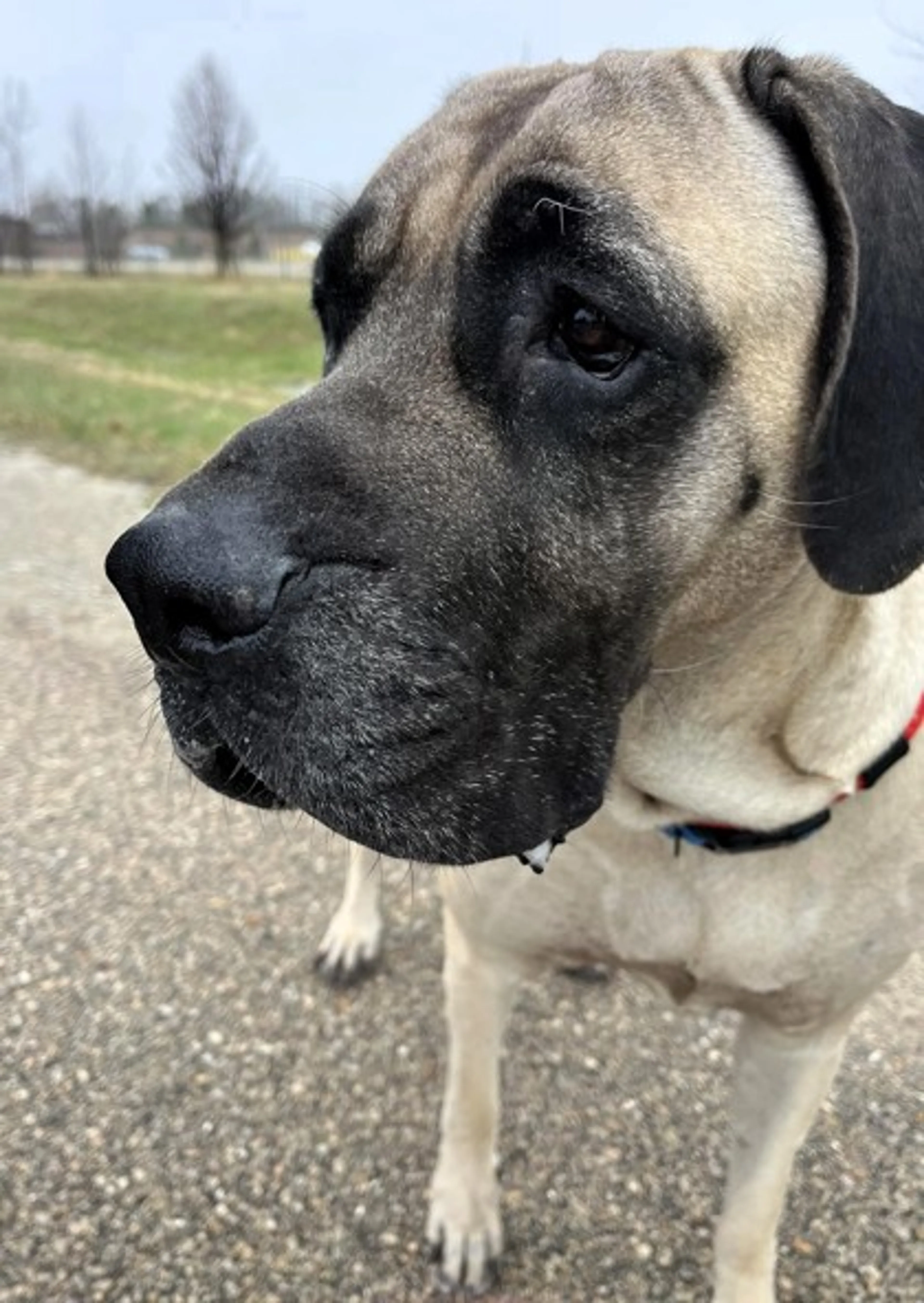Found pet-2