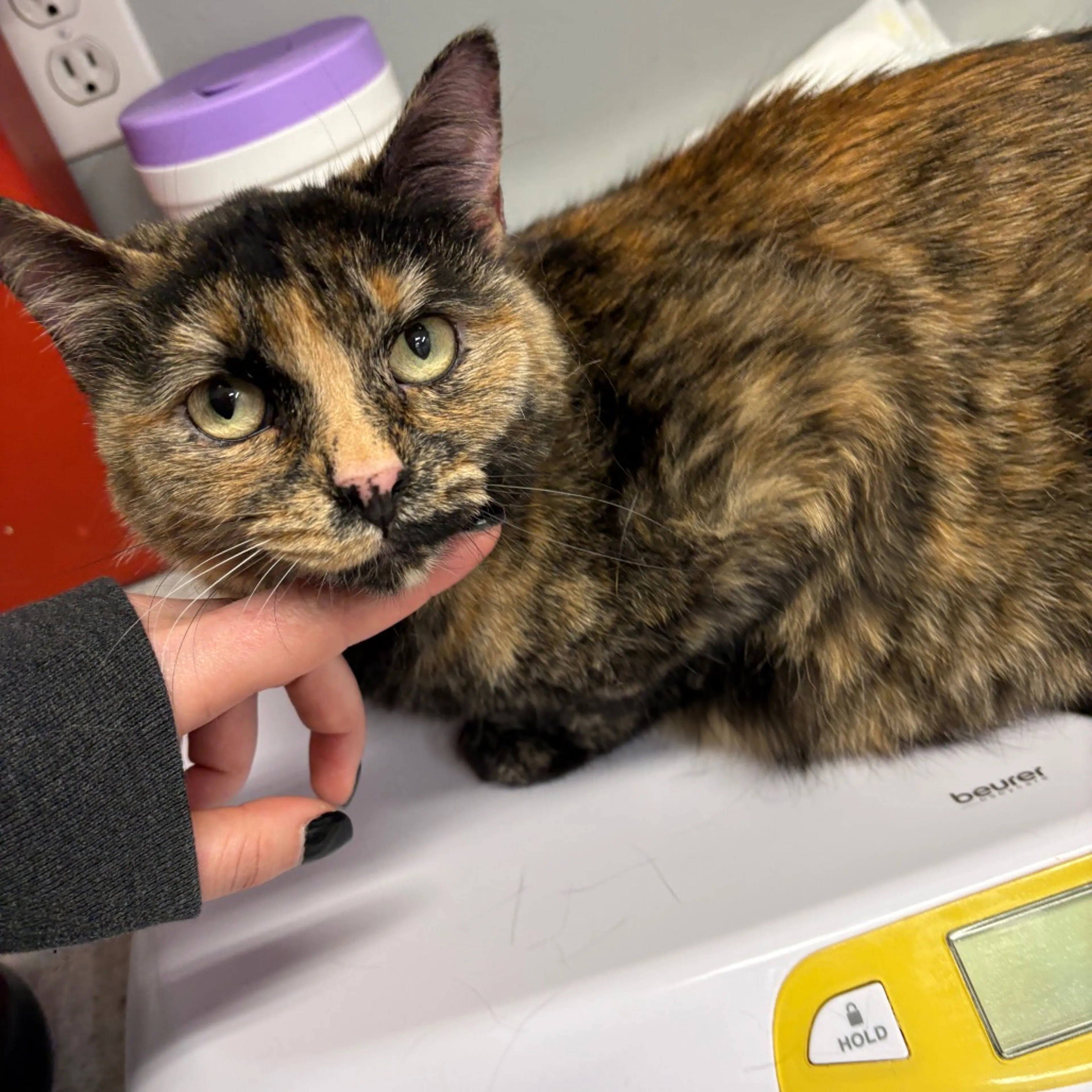 Found pet-1