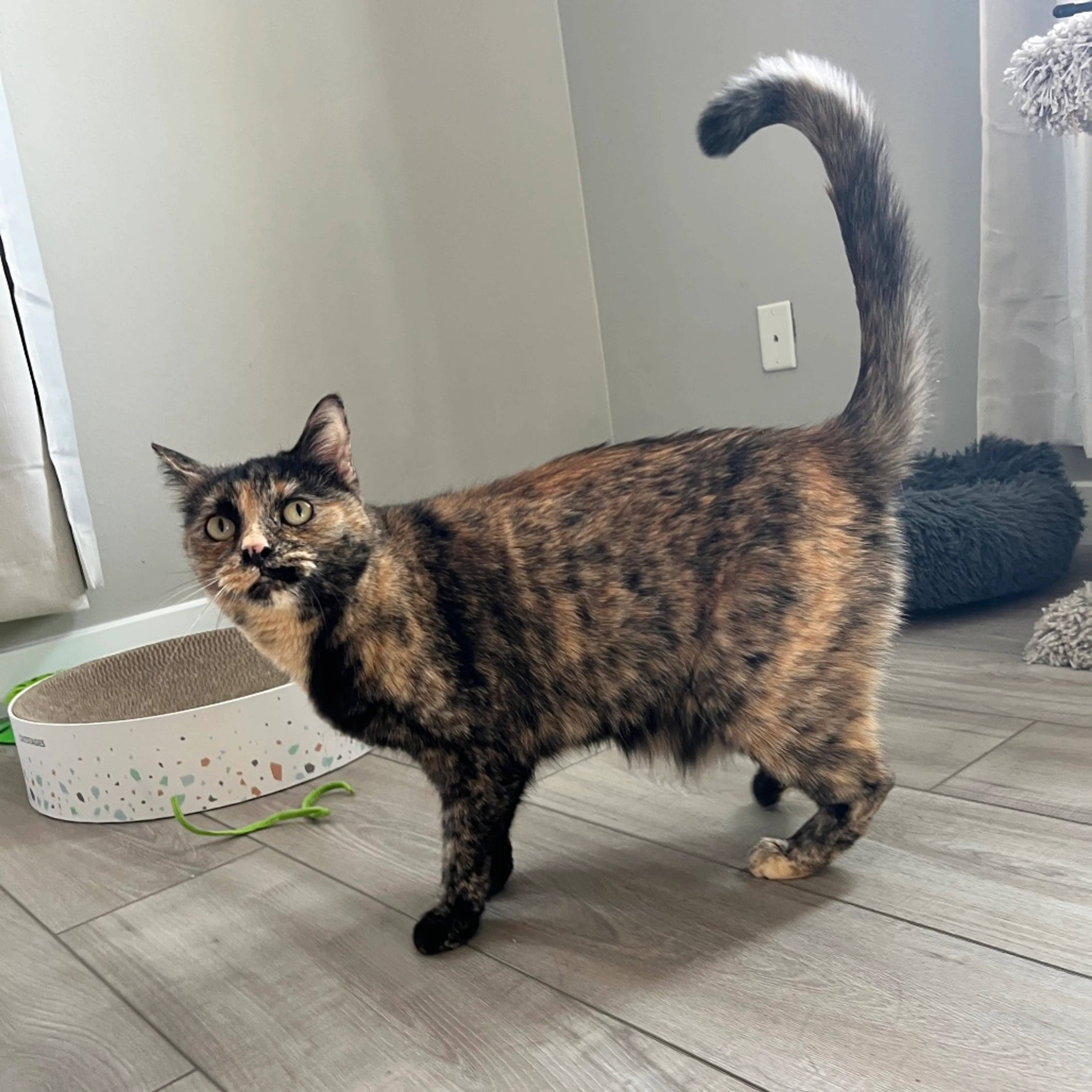 Found pet-6