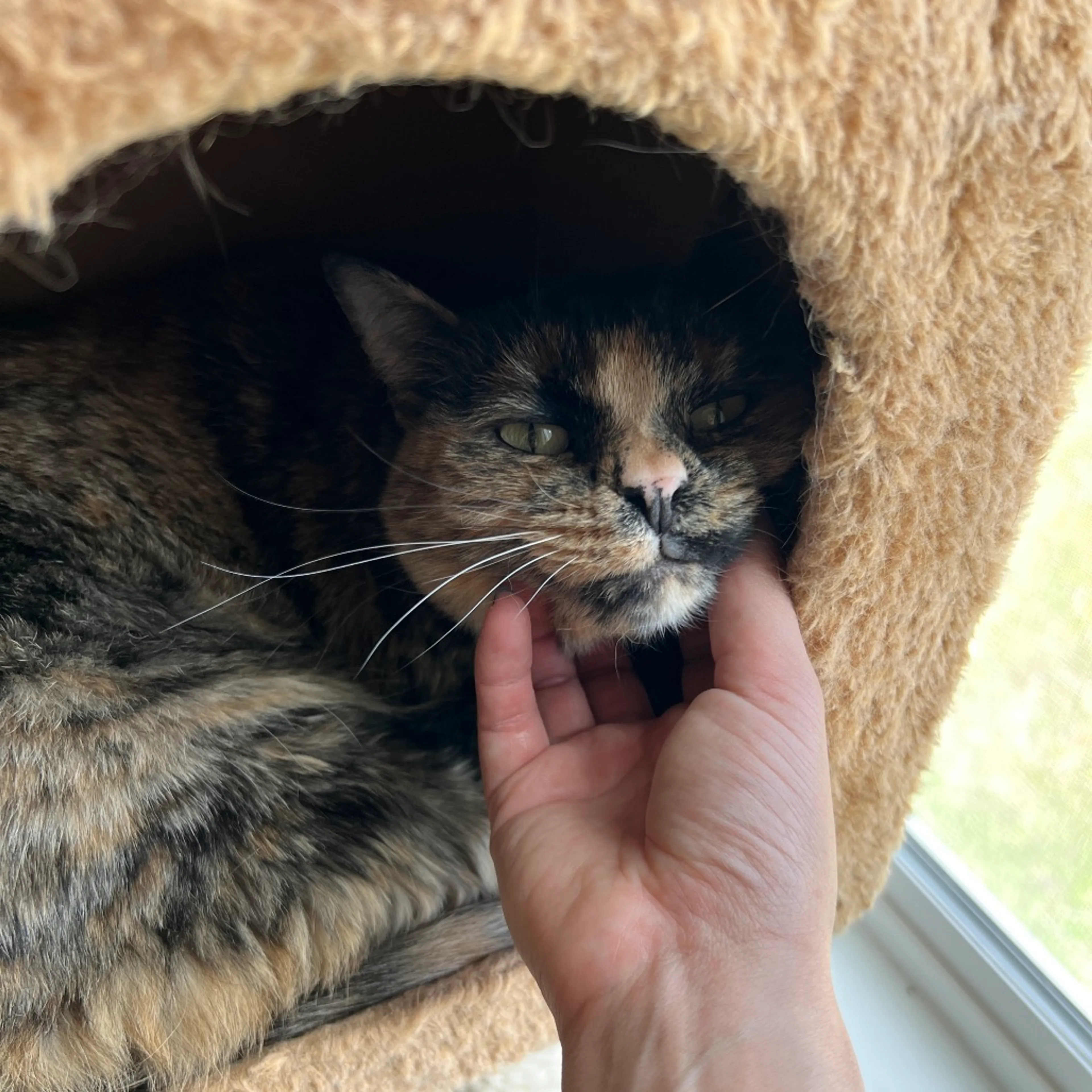 Found pet-3