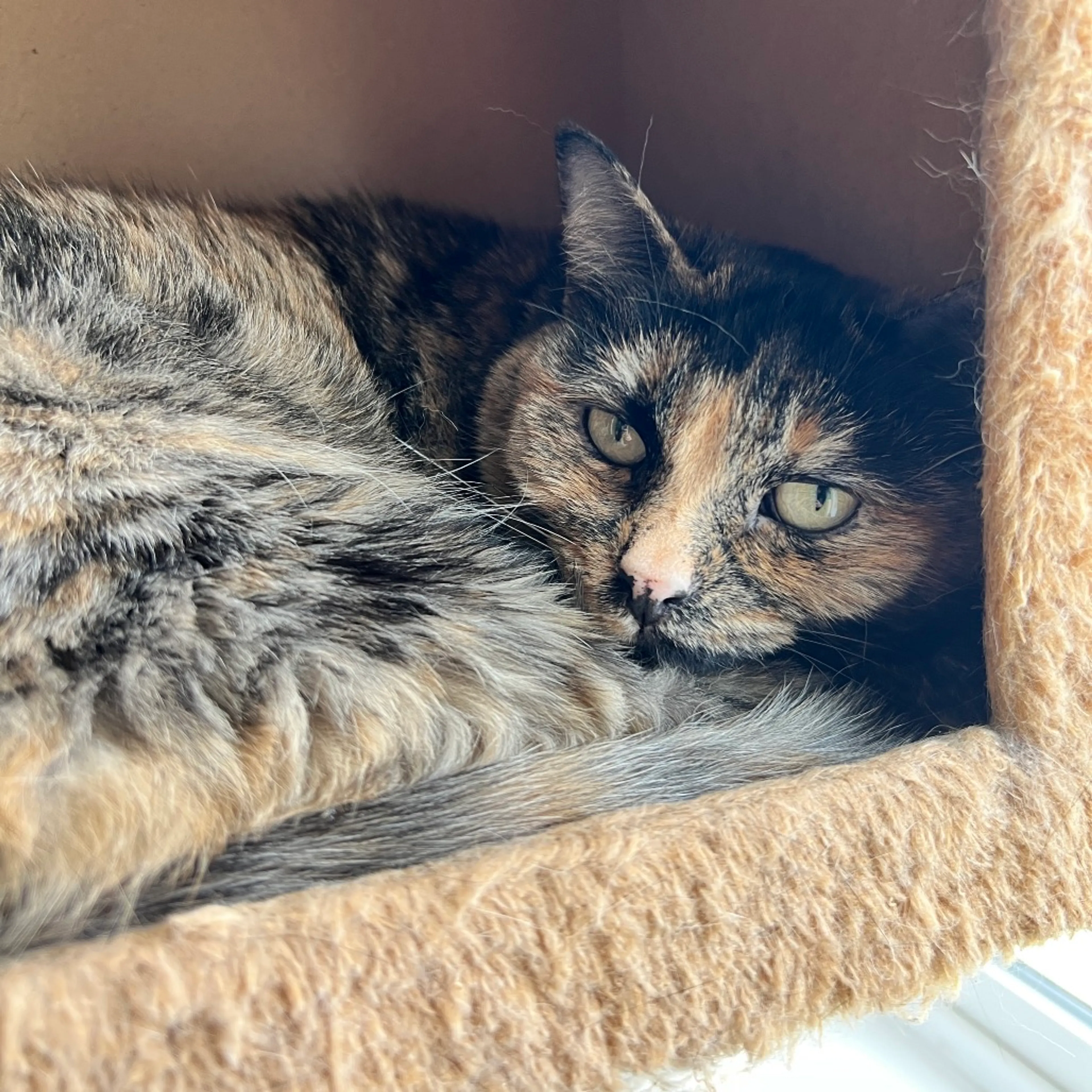 Found pet-2