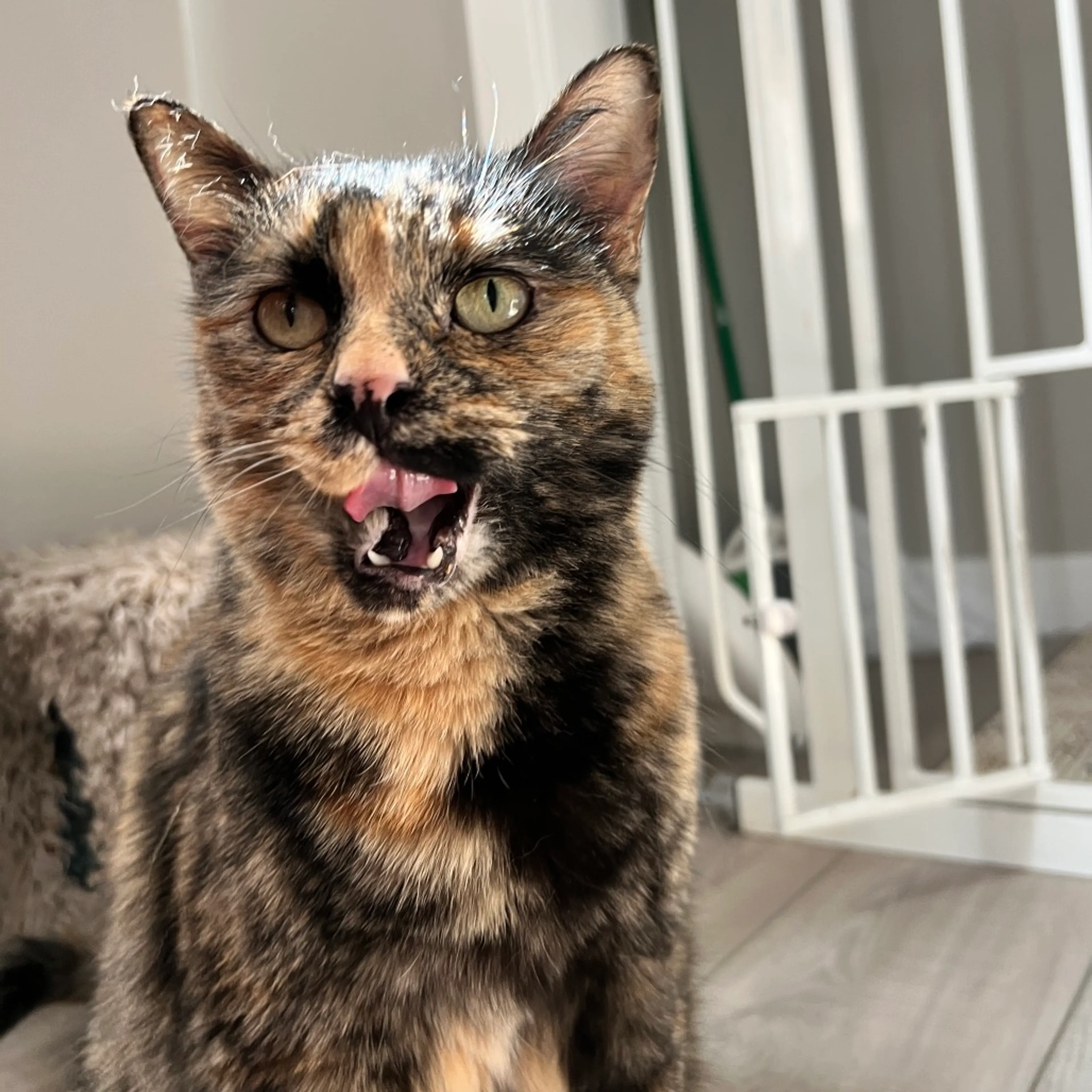 Found pet-4