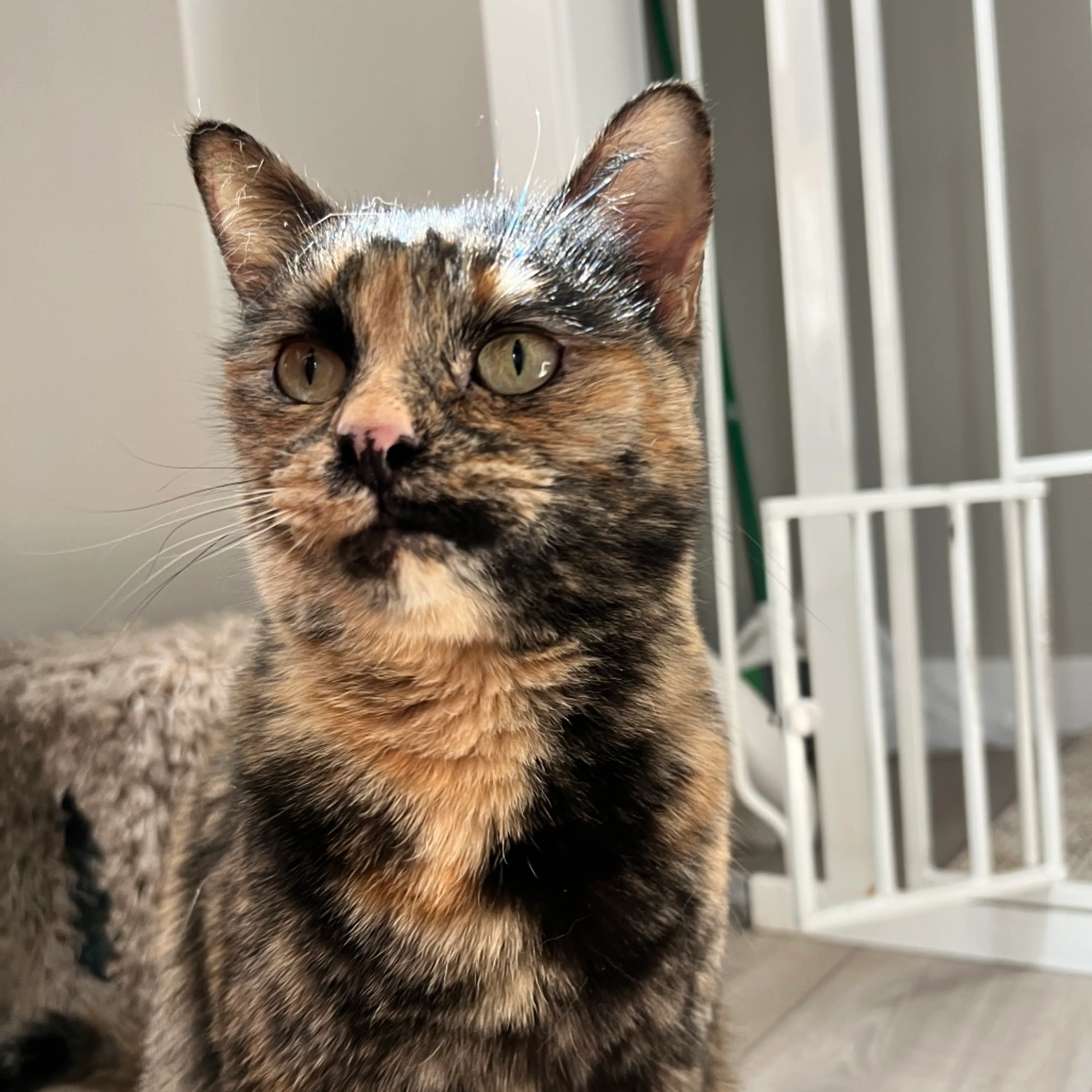 Found pet-5