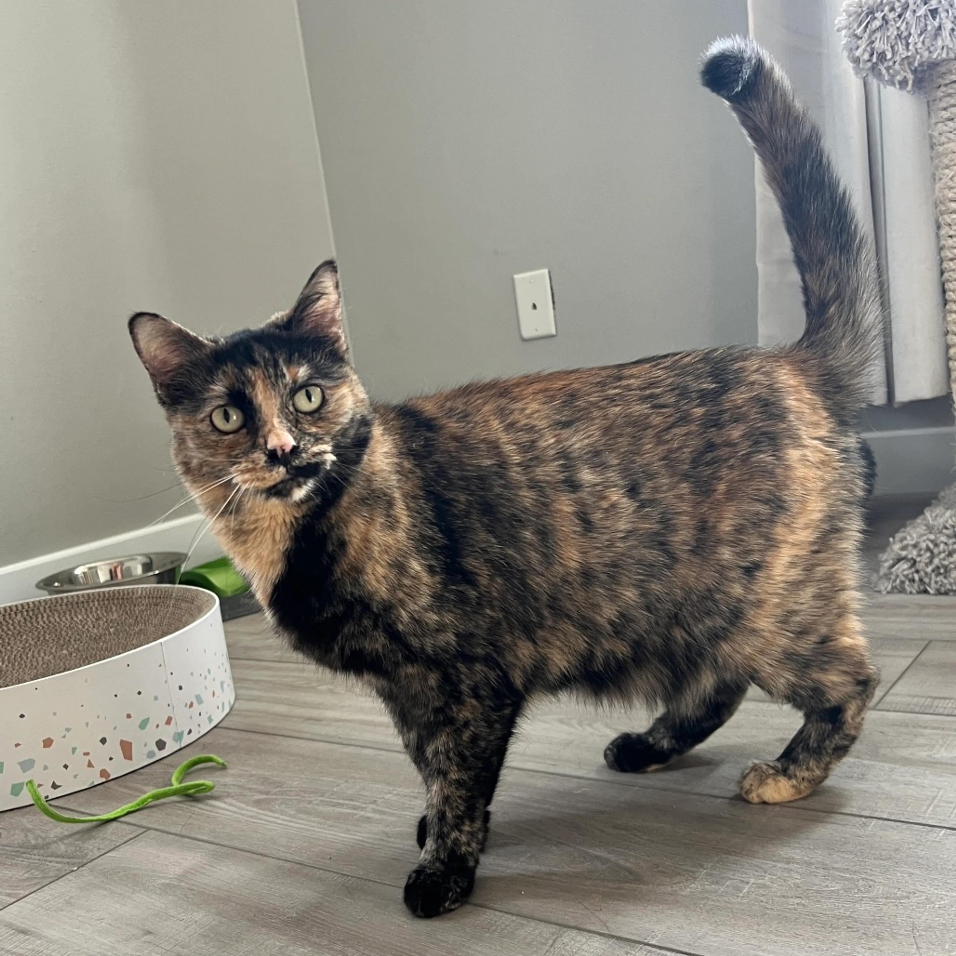Found pet-7