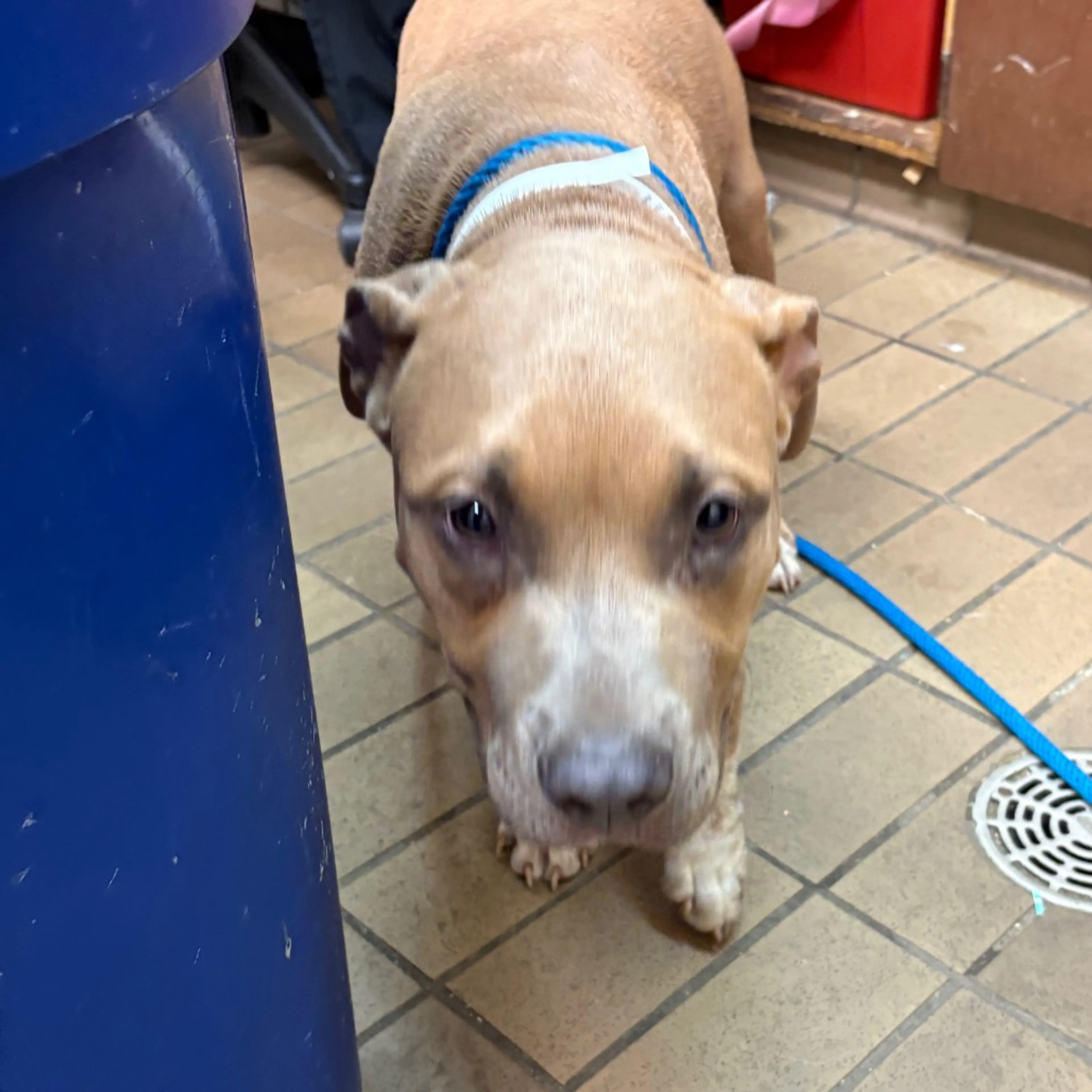 Found pet