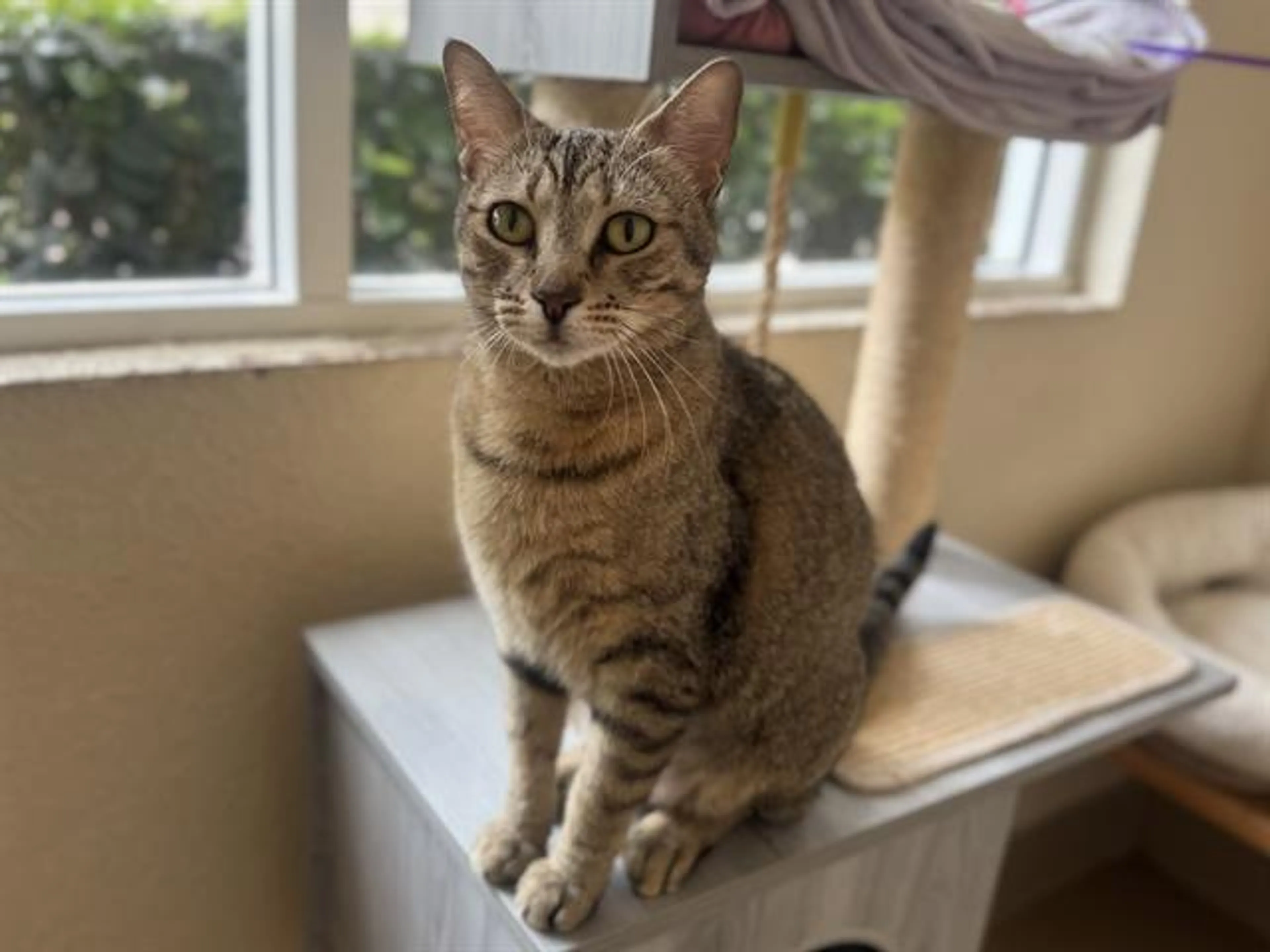 Found pet