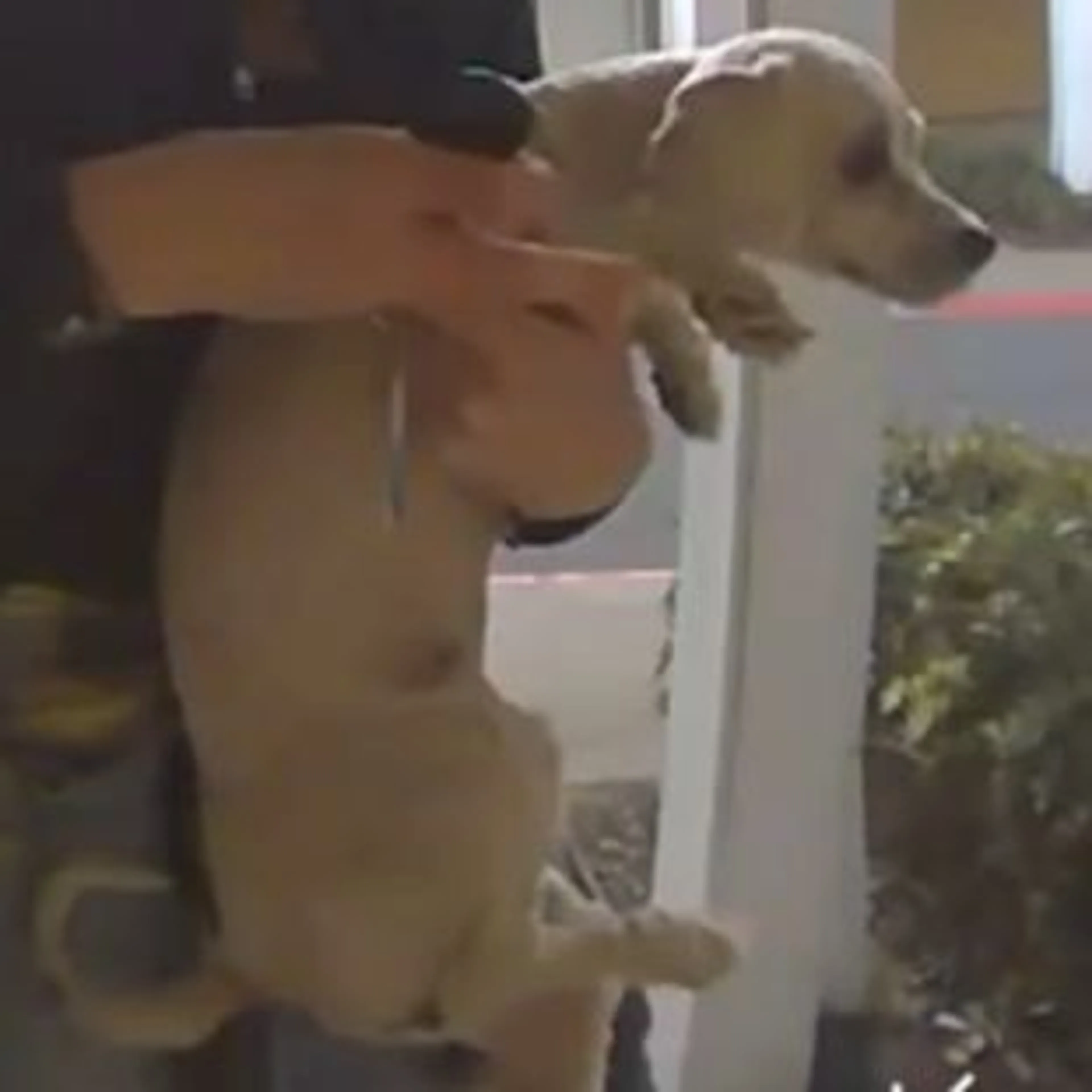 Lost pet