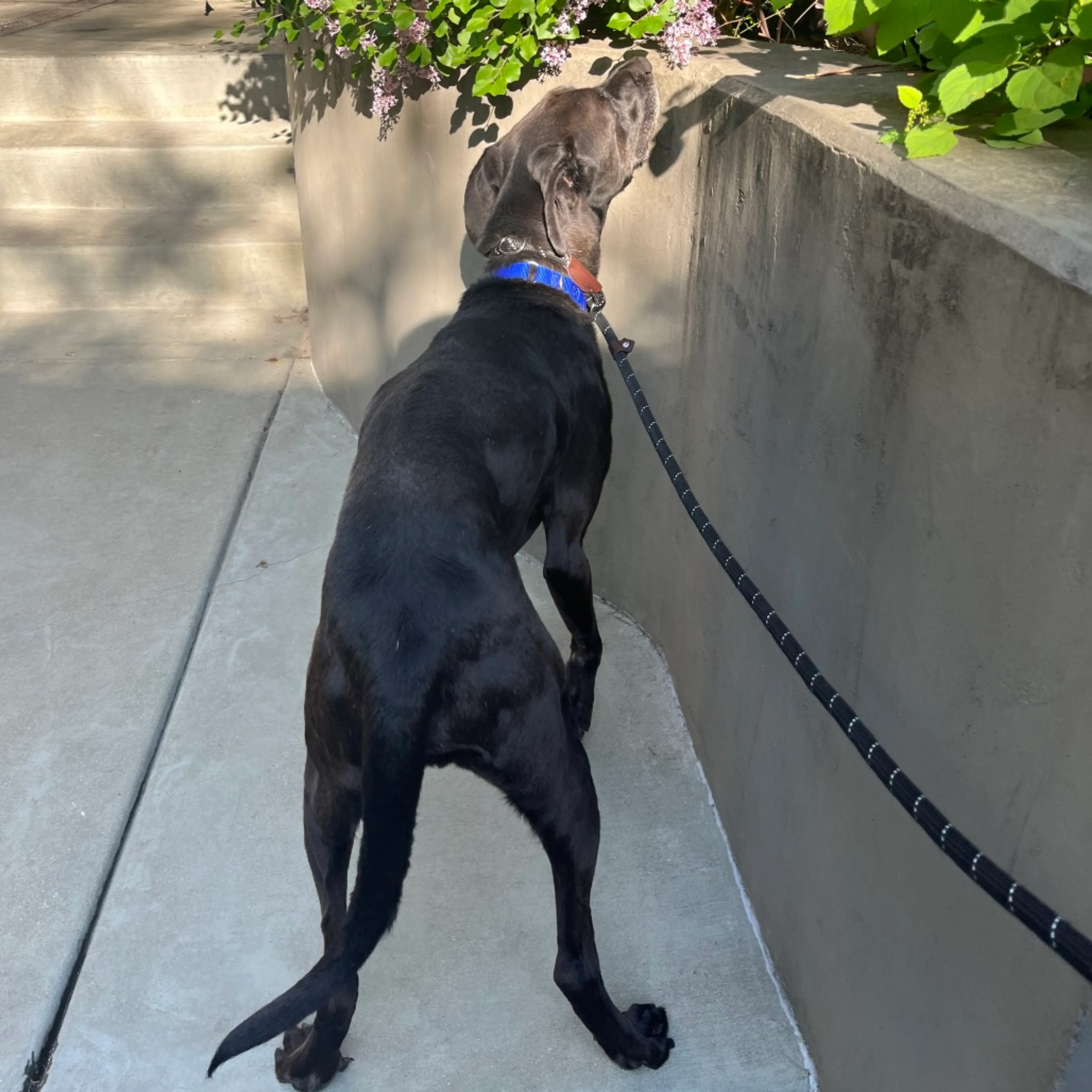 Found pet-3