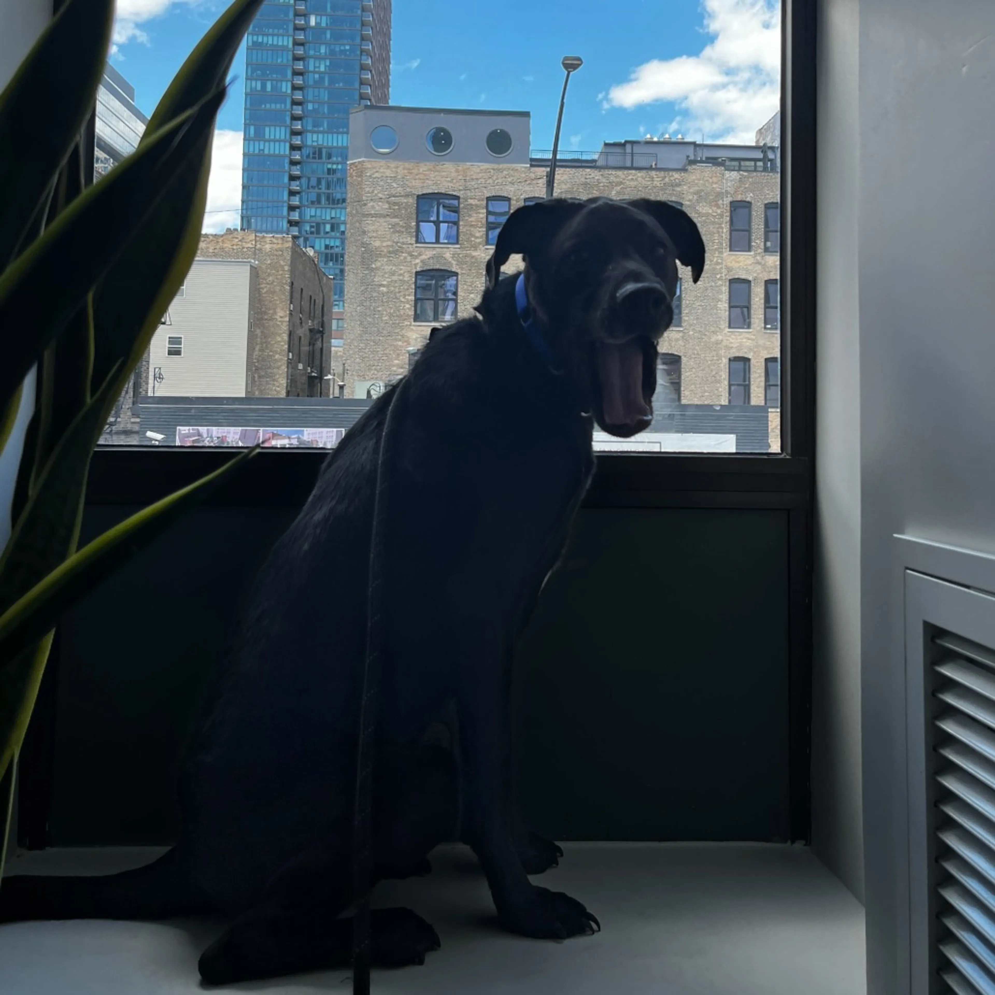 Found pet-9