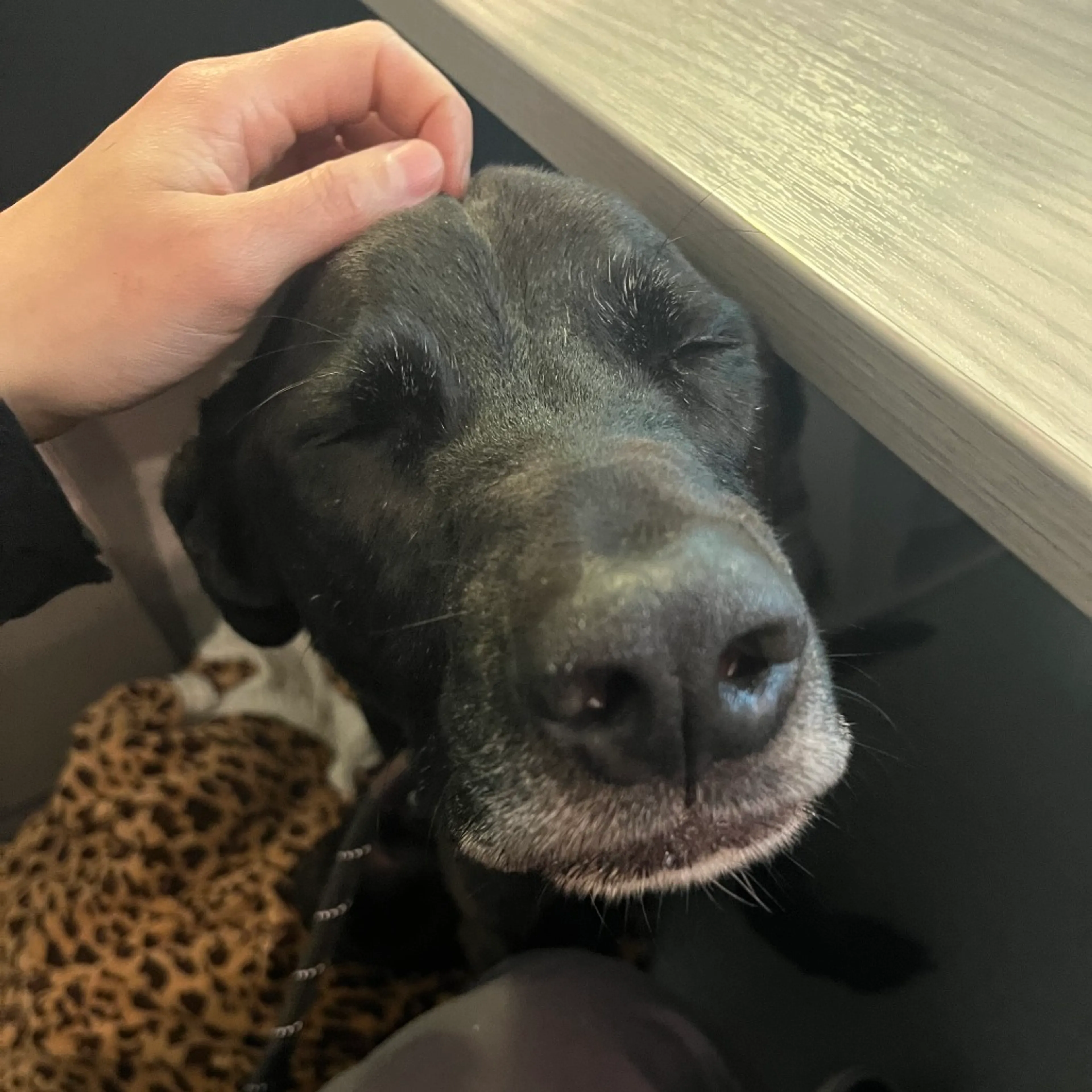 Found pet-6