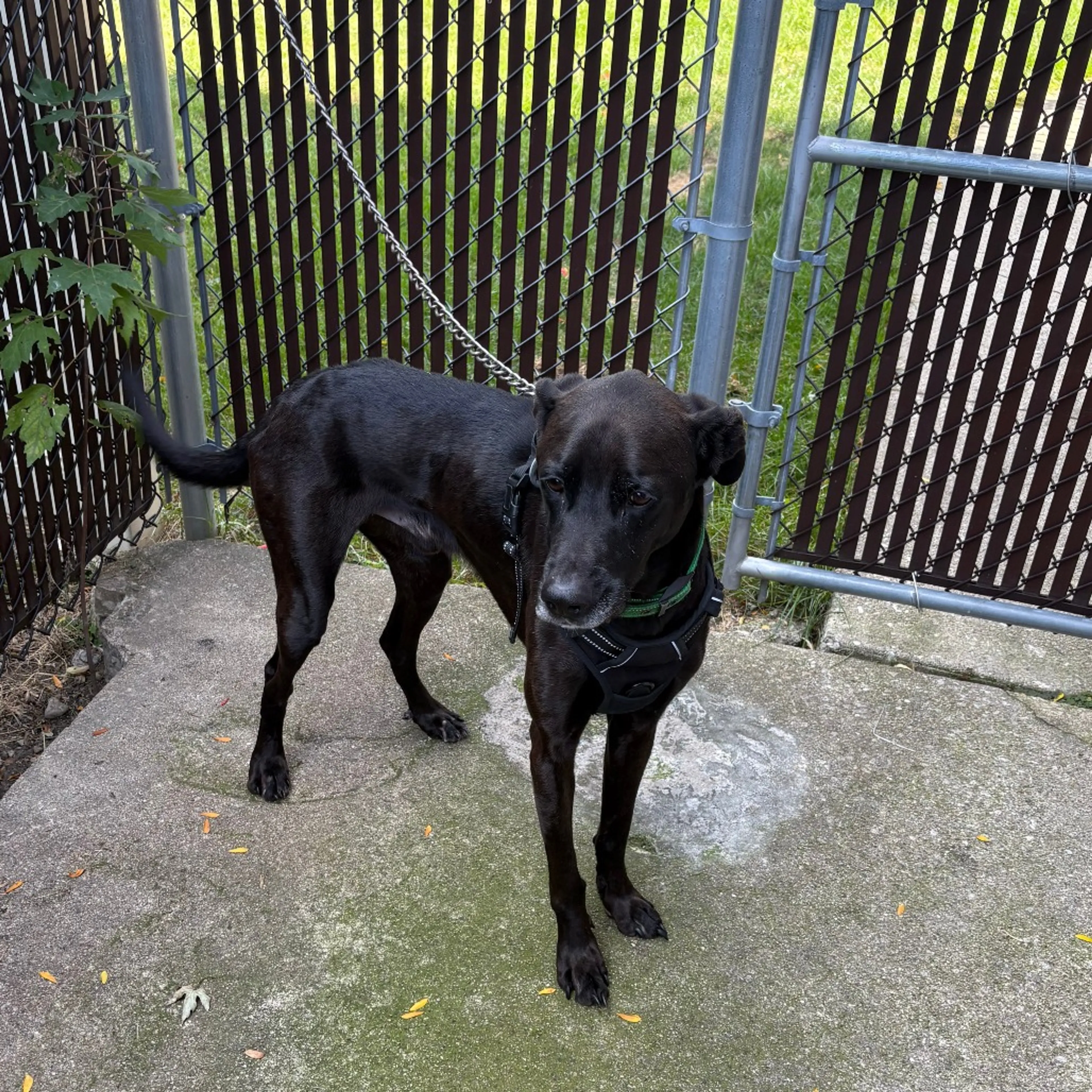 Found pet-3