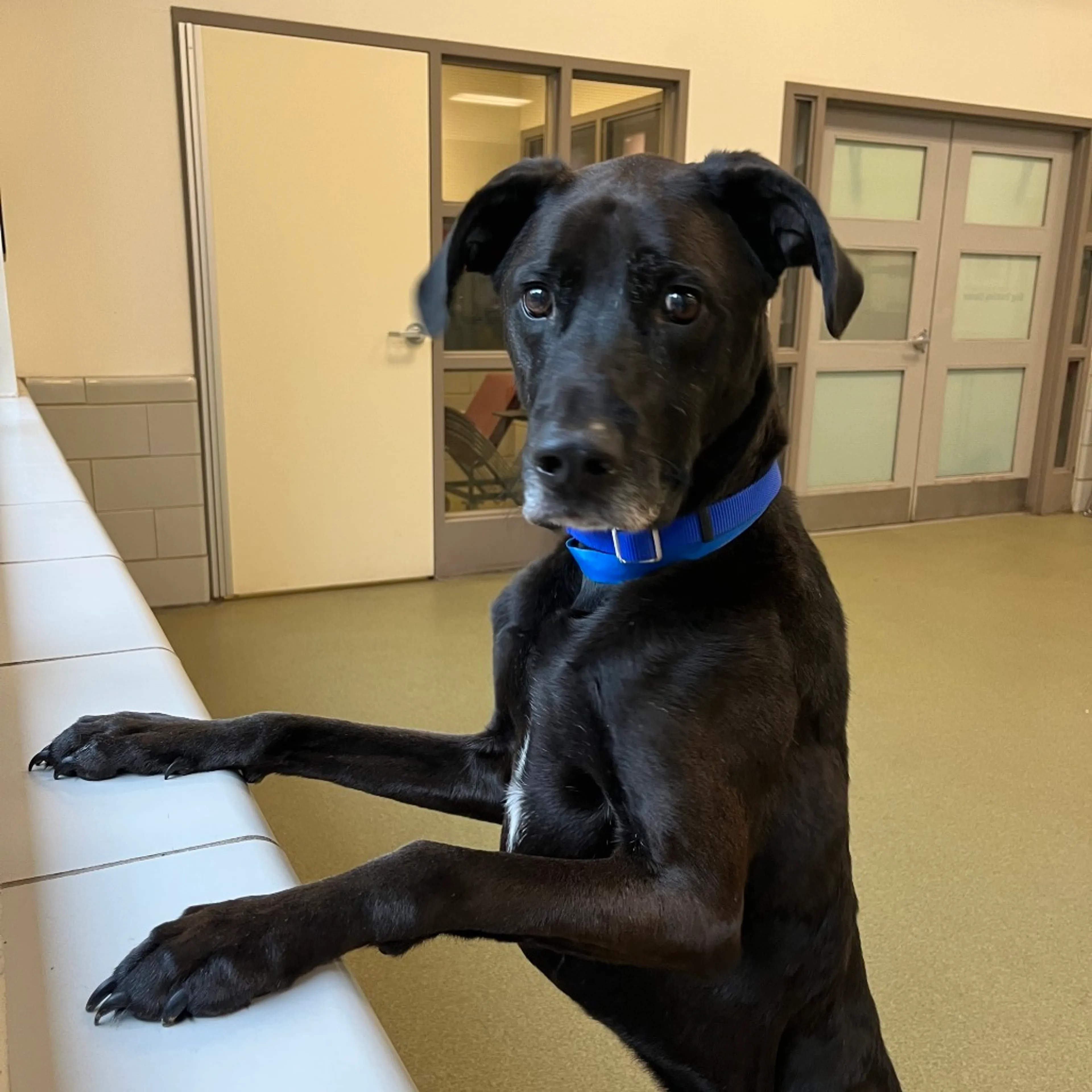 Found pet-1