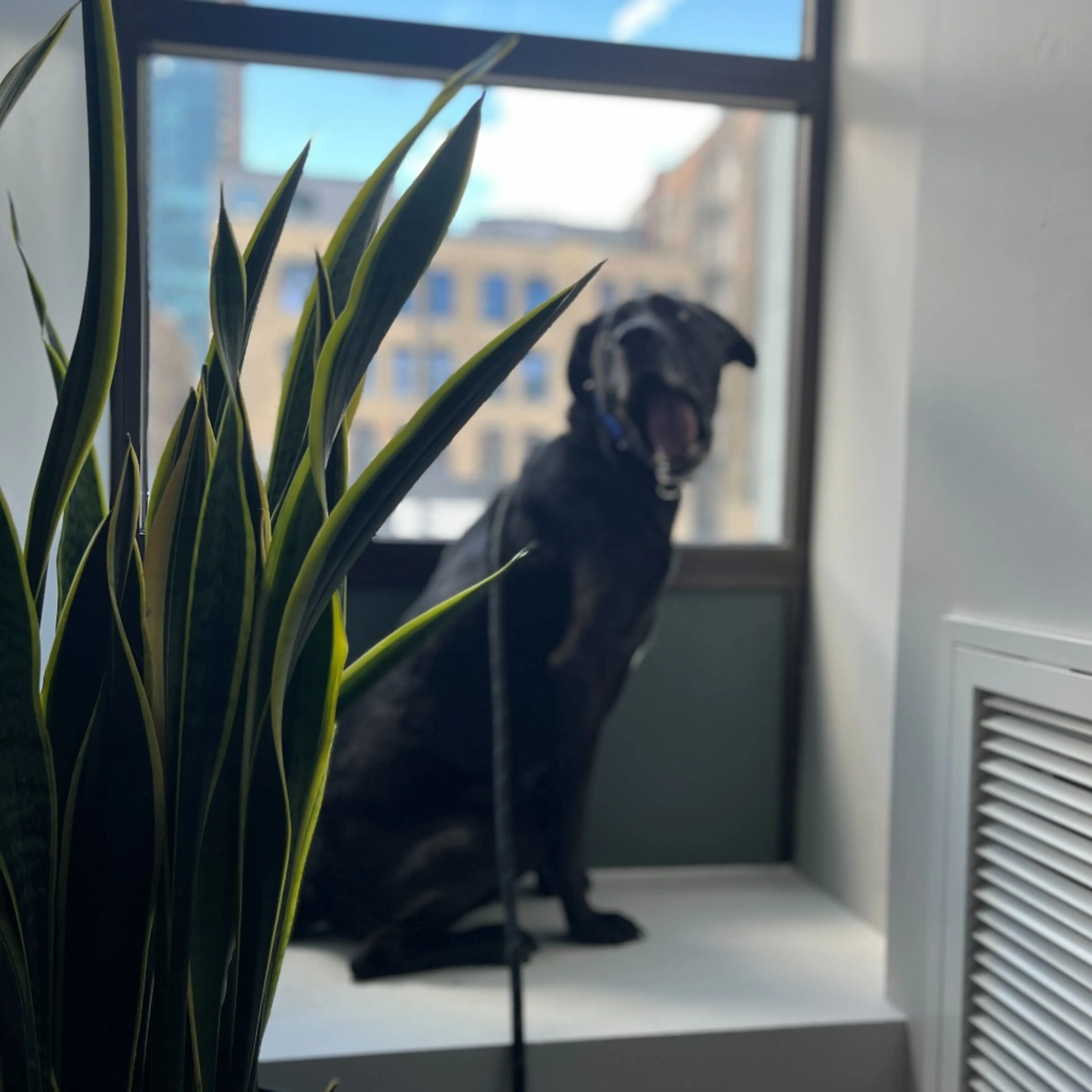 Found pet-11