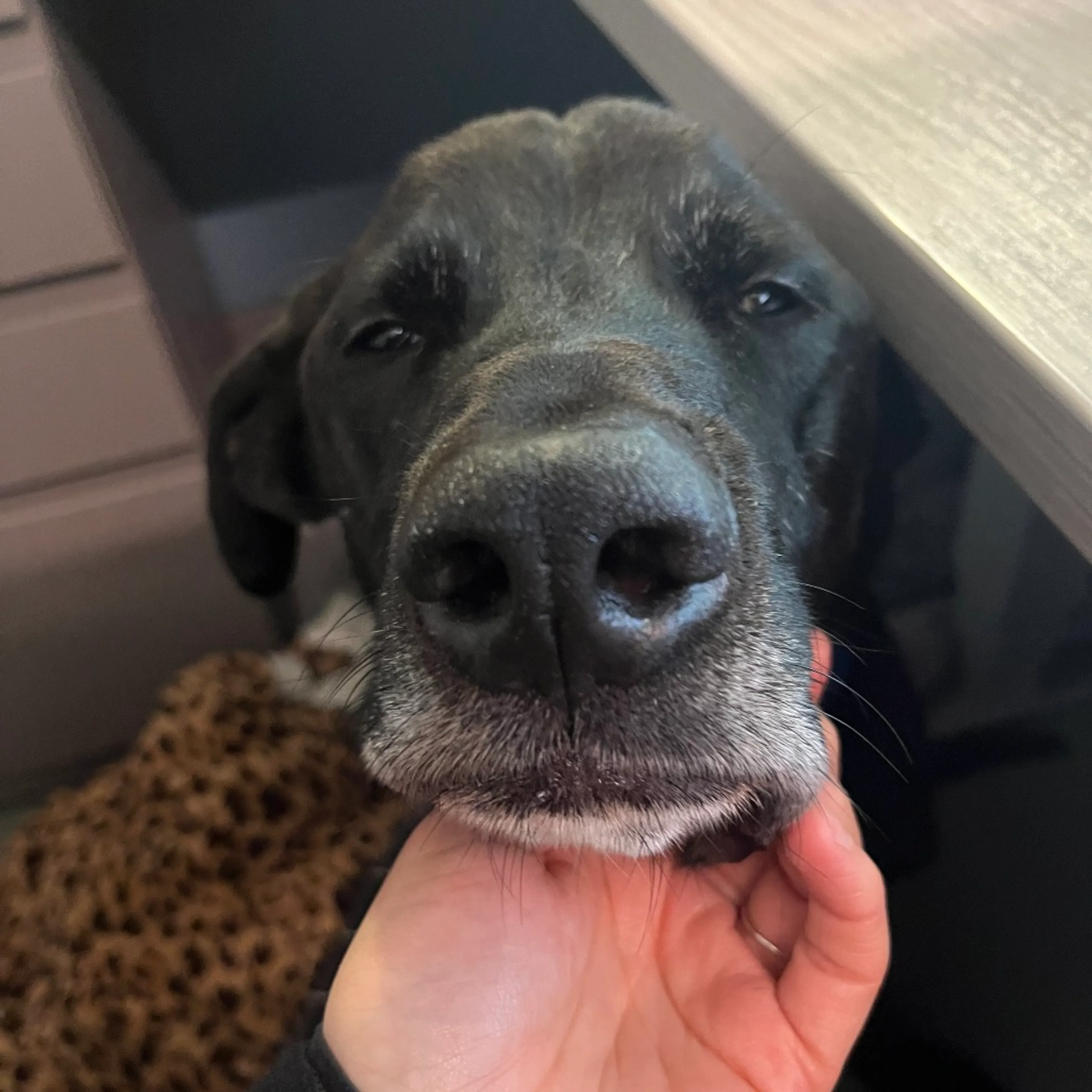 Found pet-4
