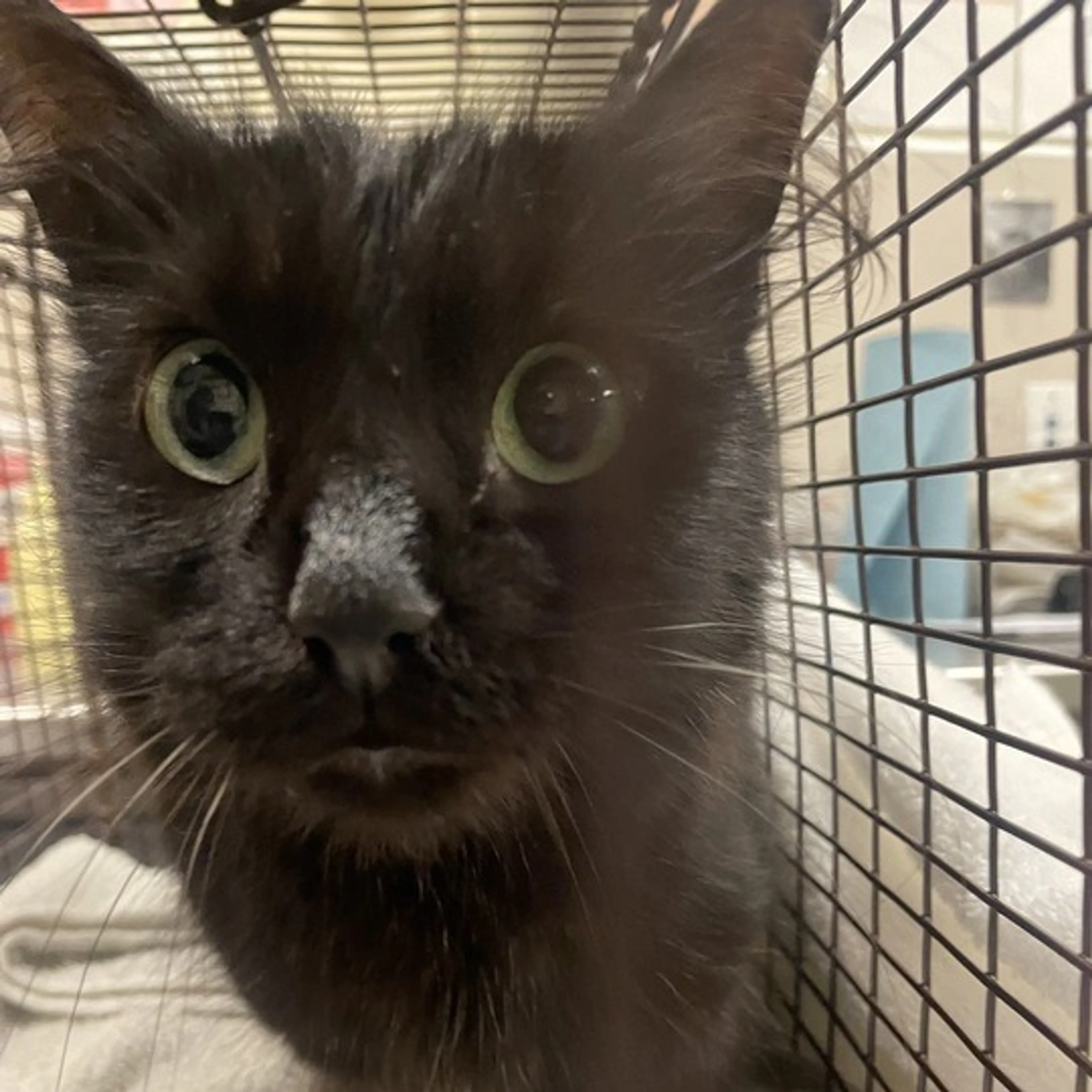 Found pet