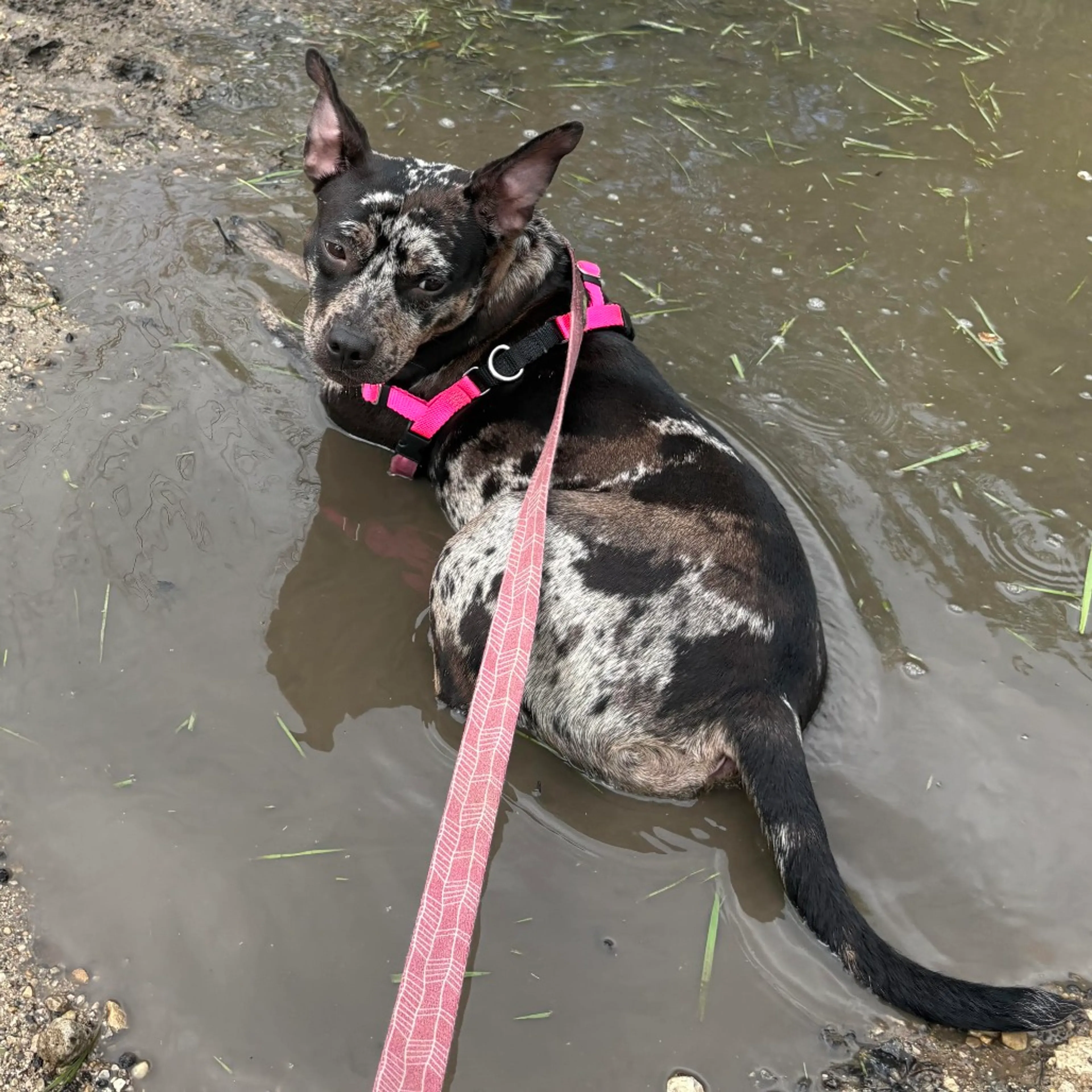 Found pet-1
