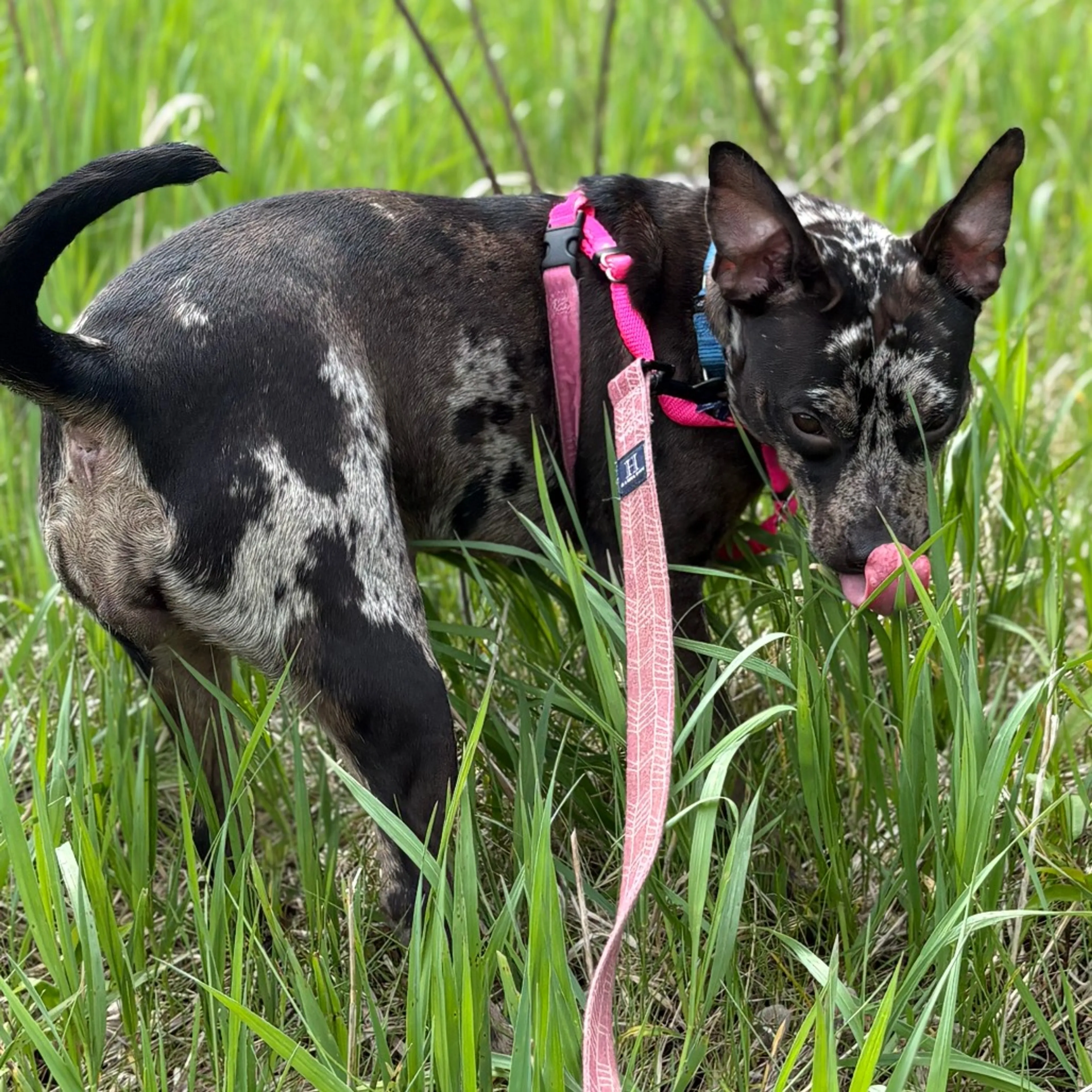 Found pet-3