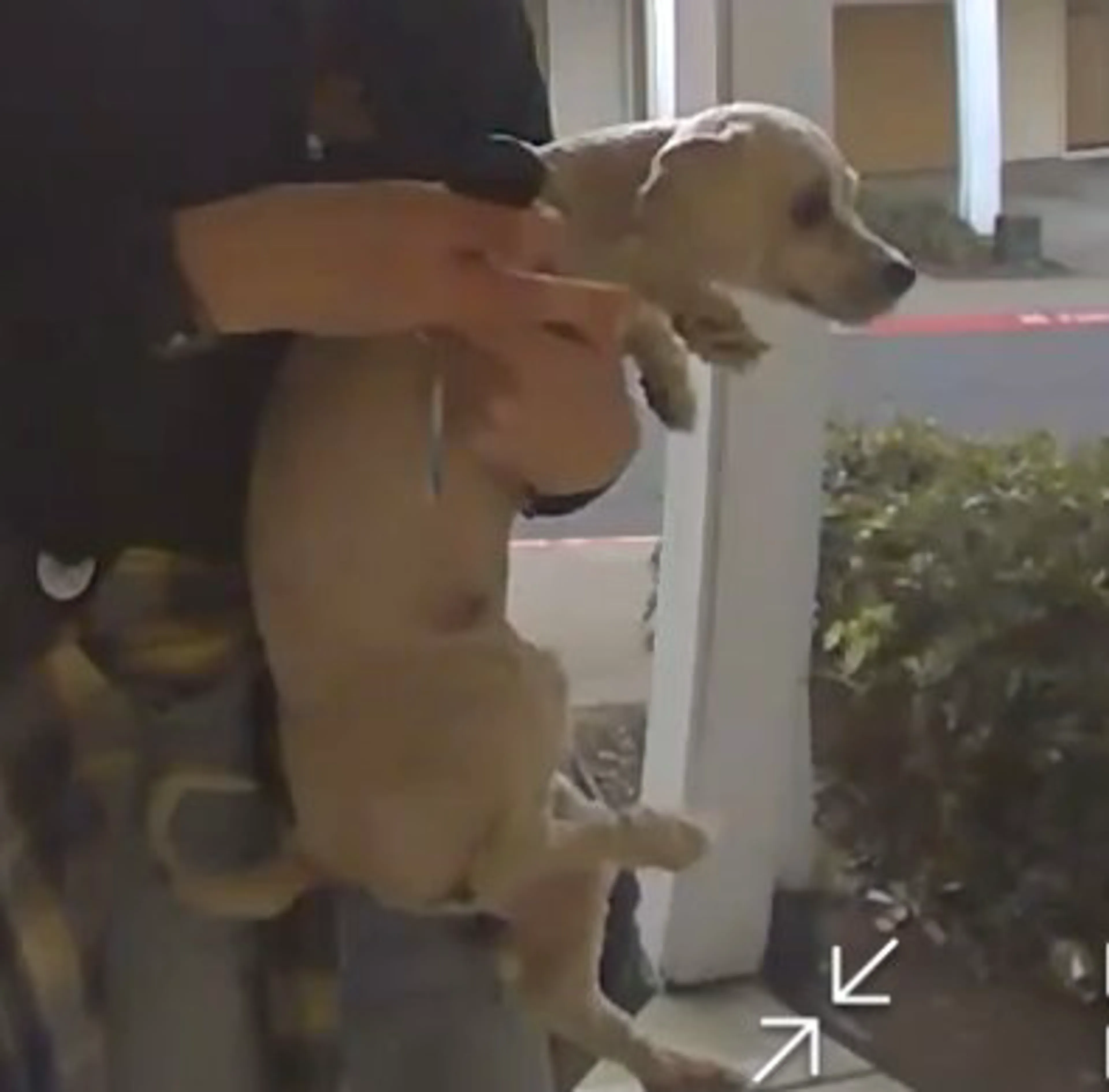 Lost pet