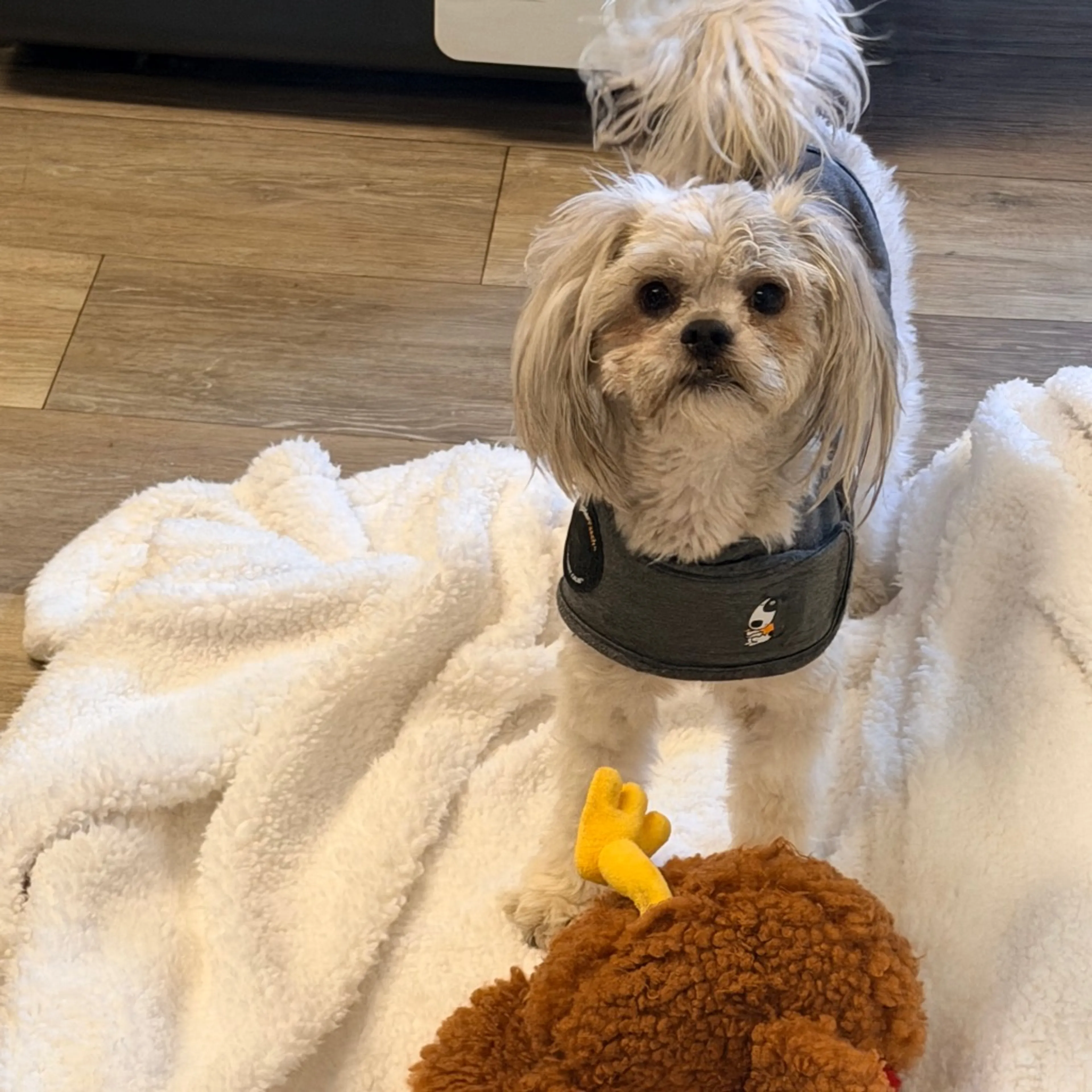 Found pet-2