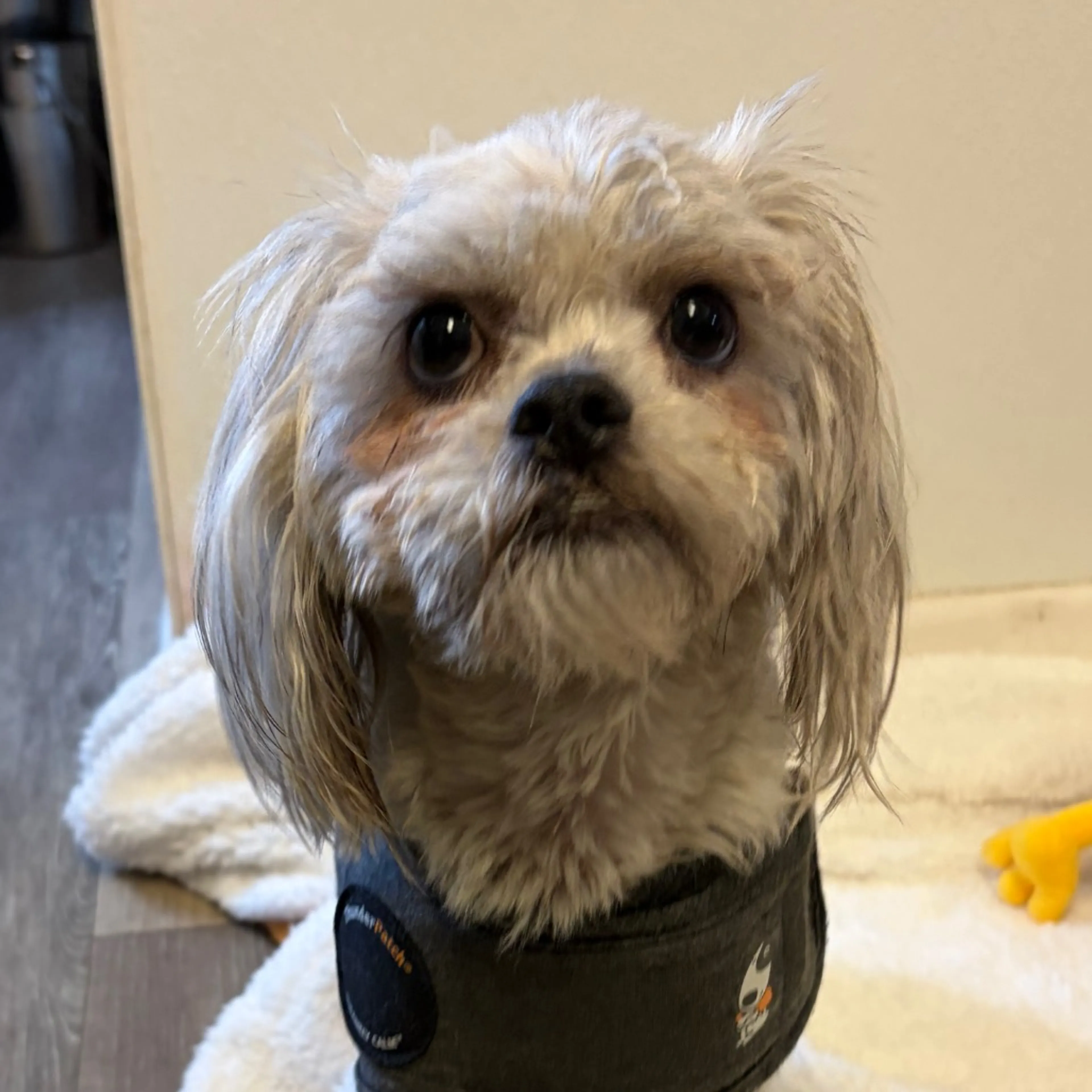 Found pet-4
