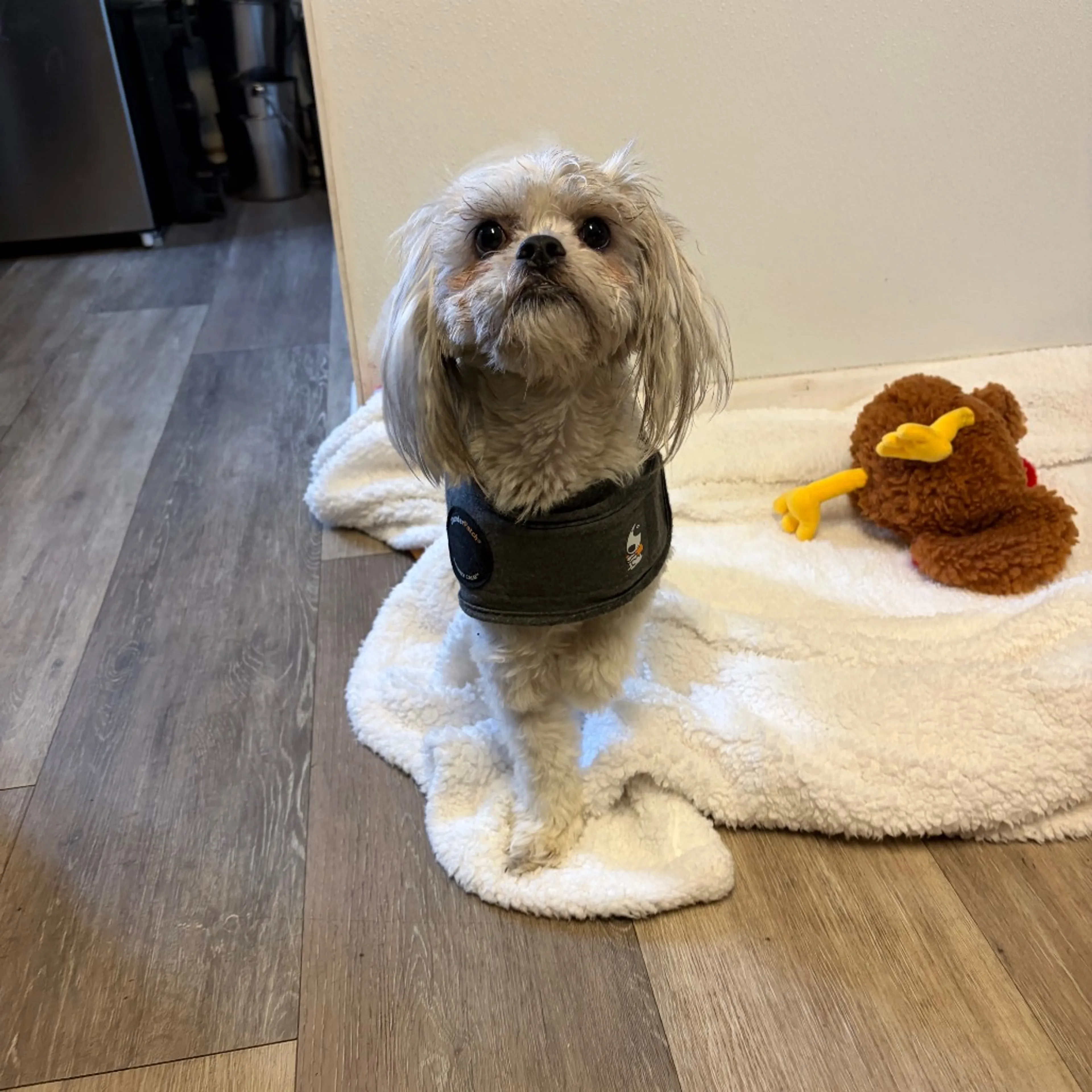 Found pet-5