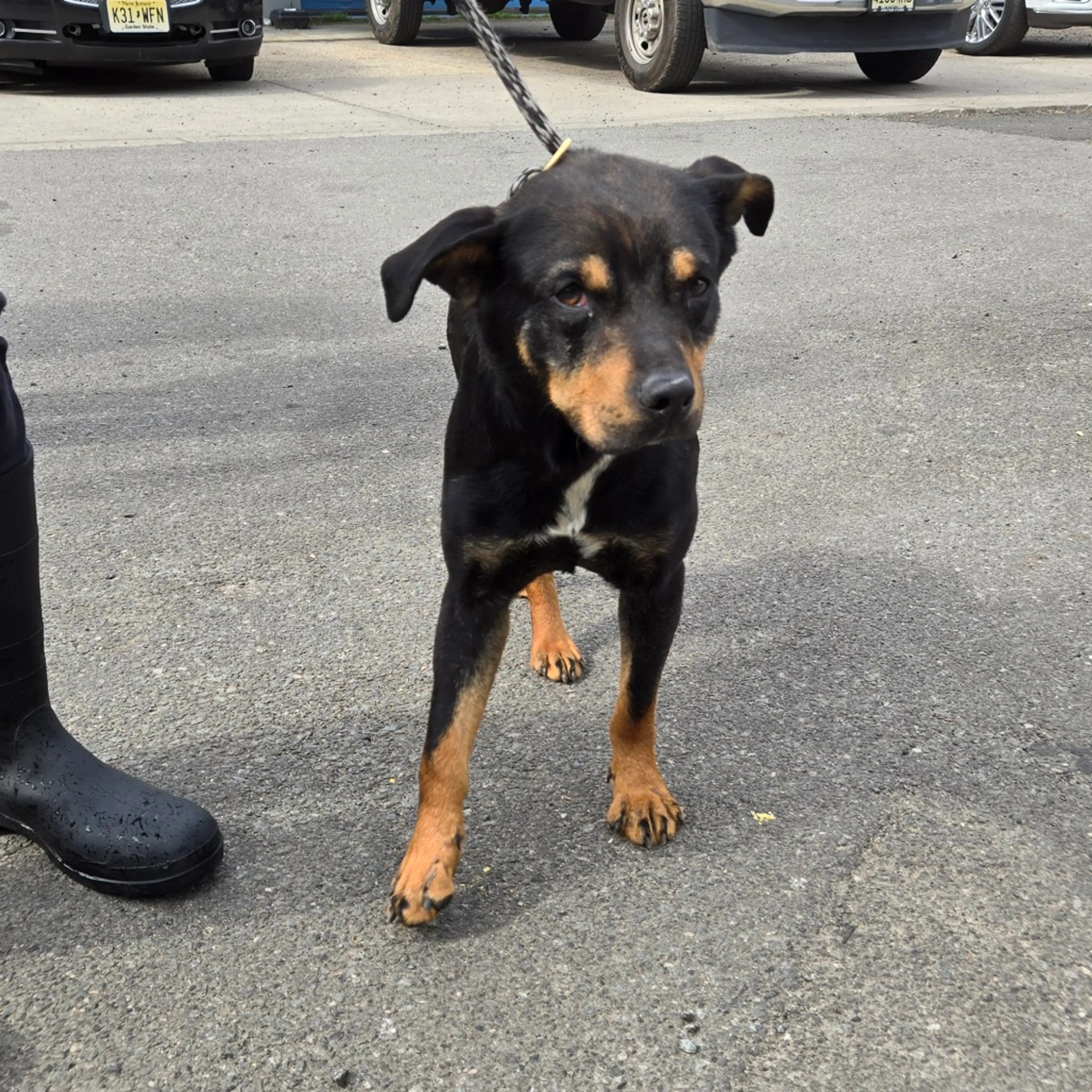 Found pet