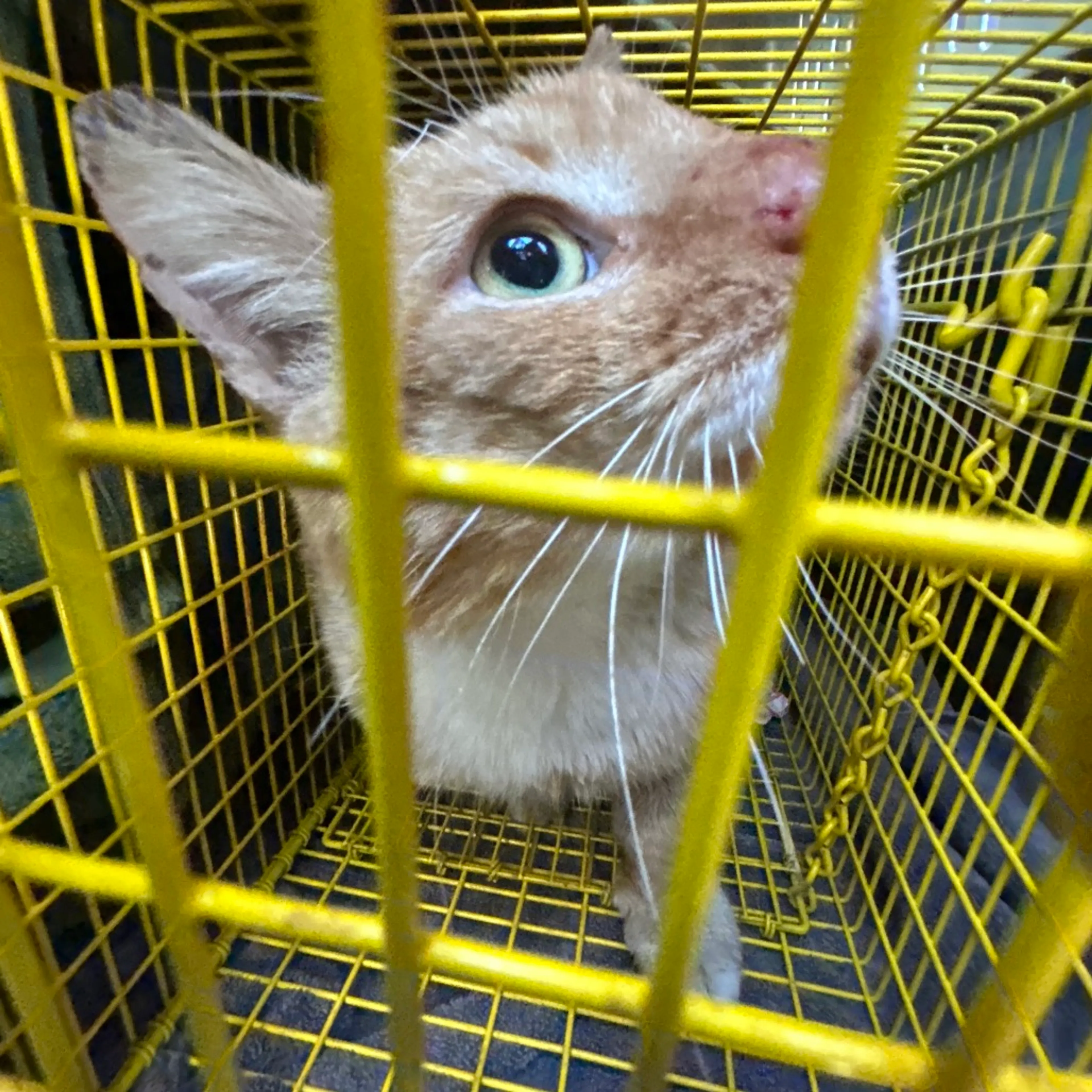 Found pet-1