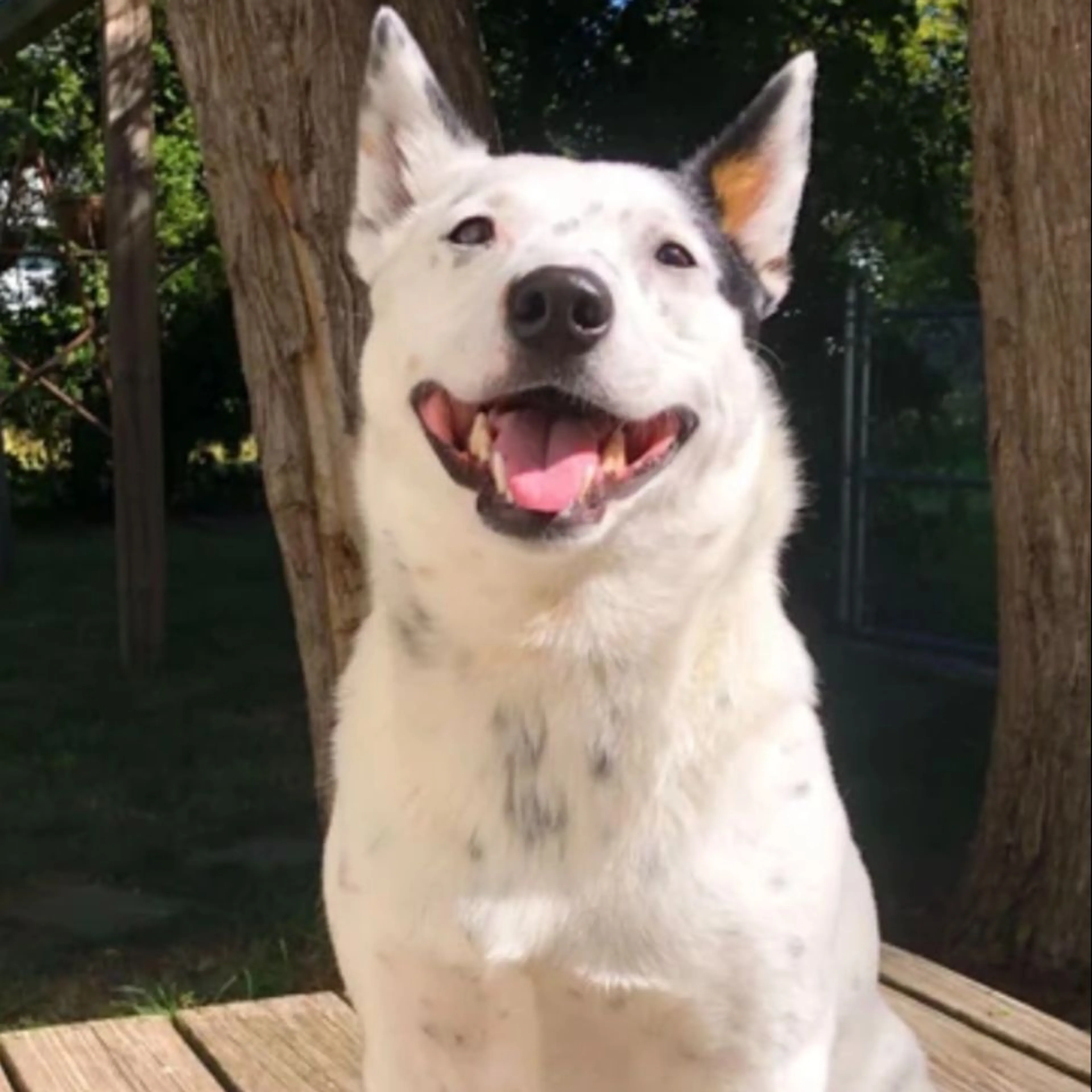 Found pet