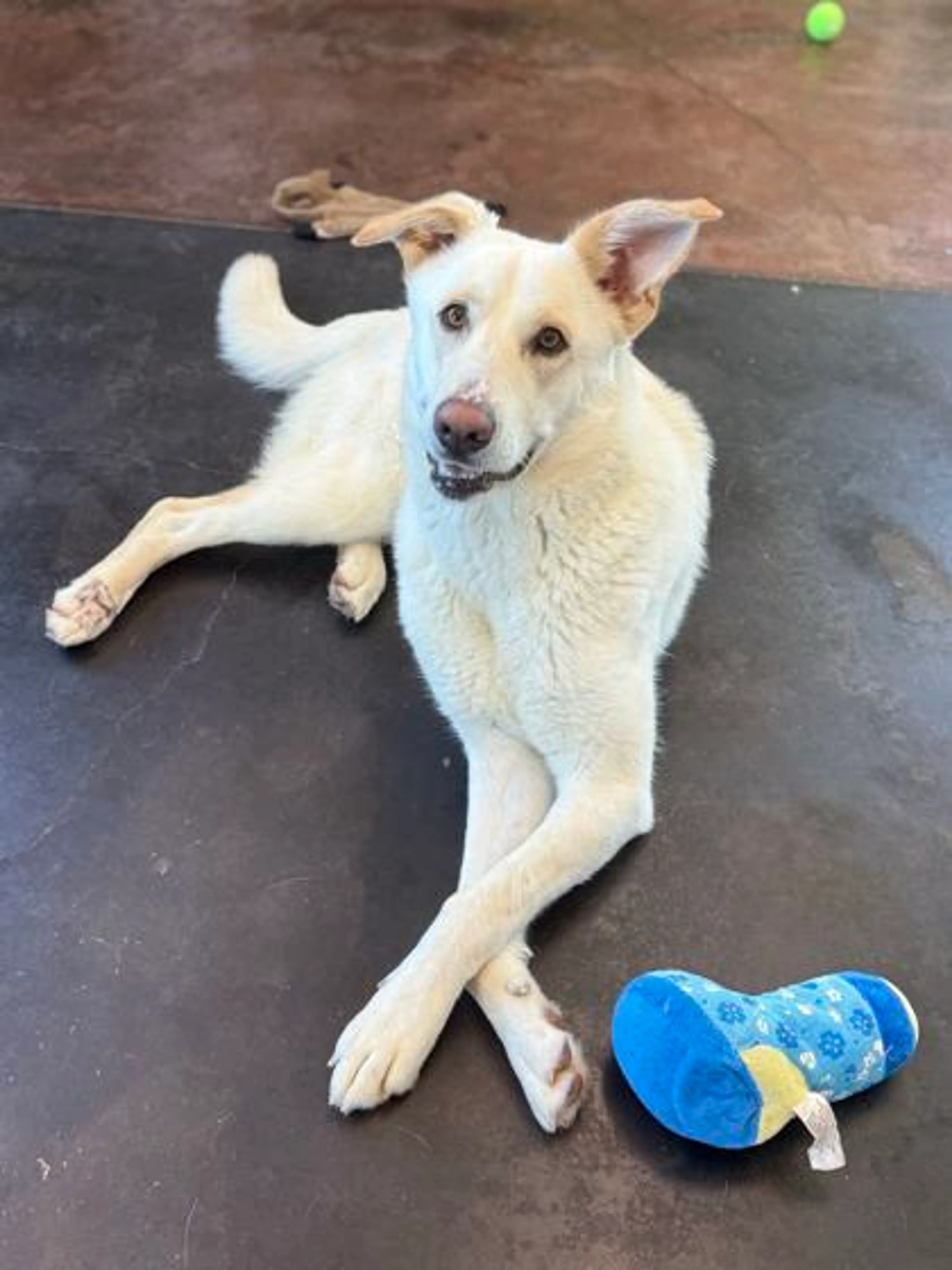 Found pet-1