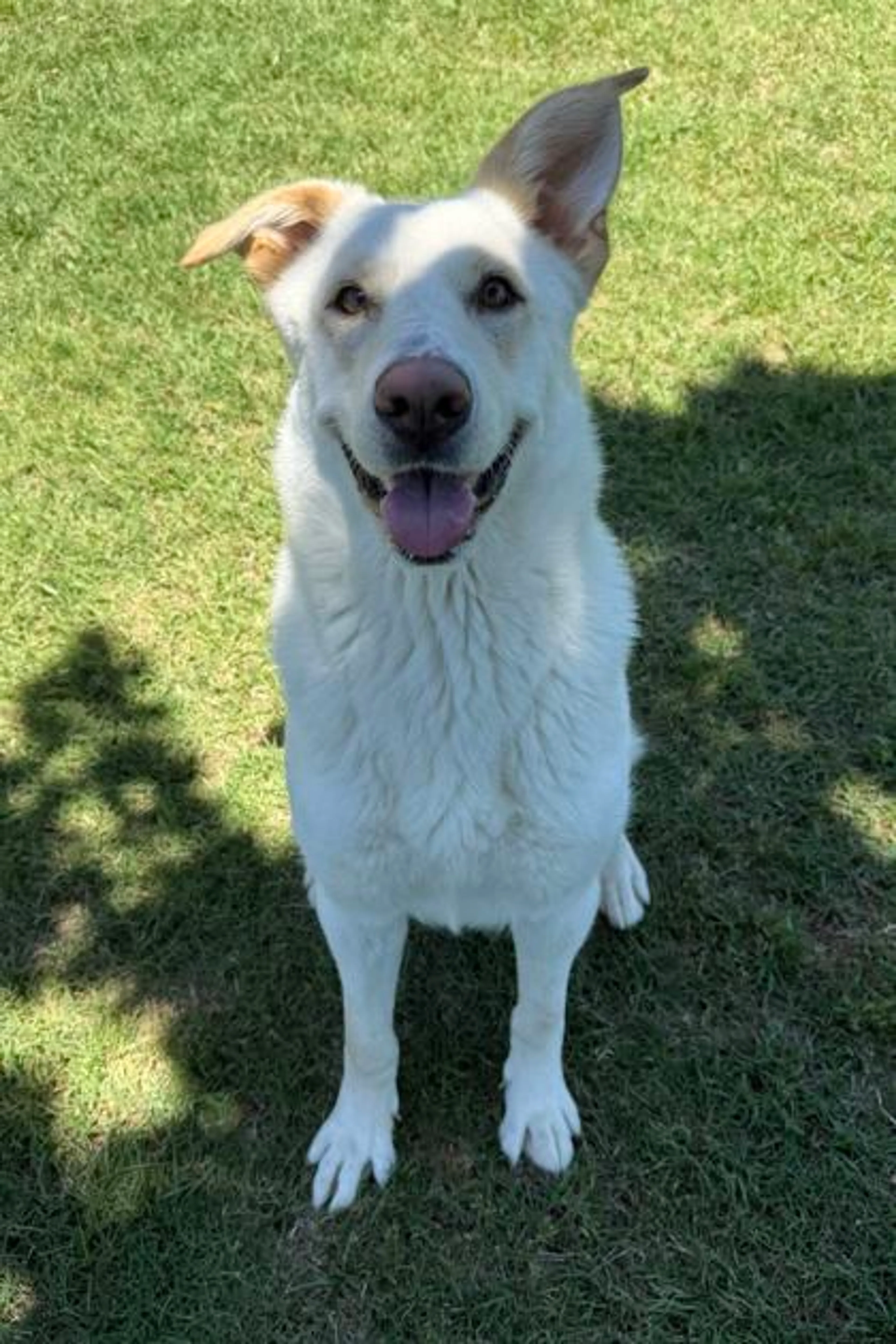 Found pet-2