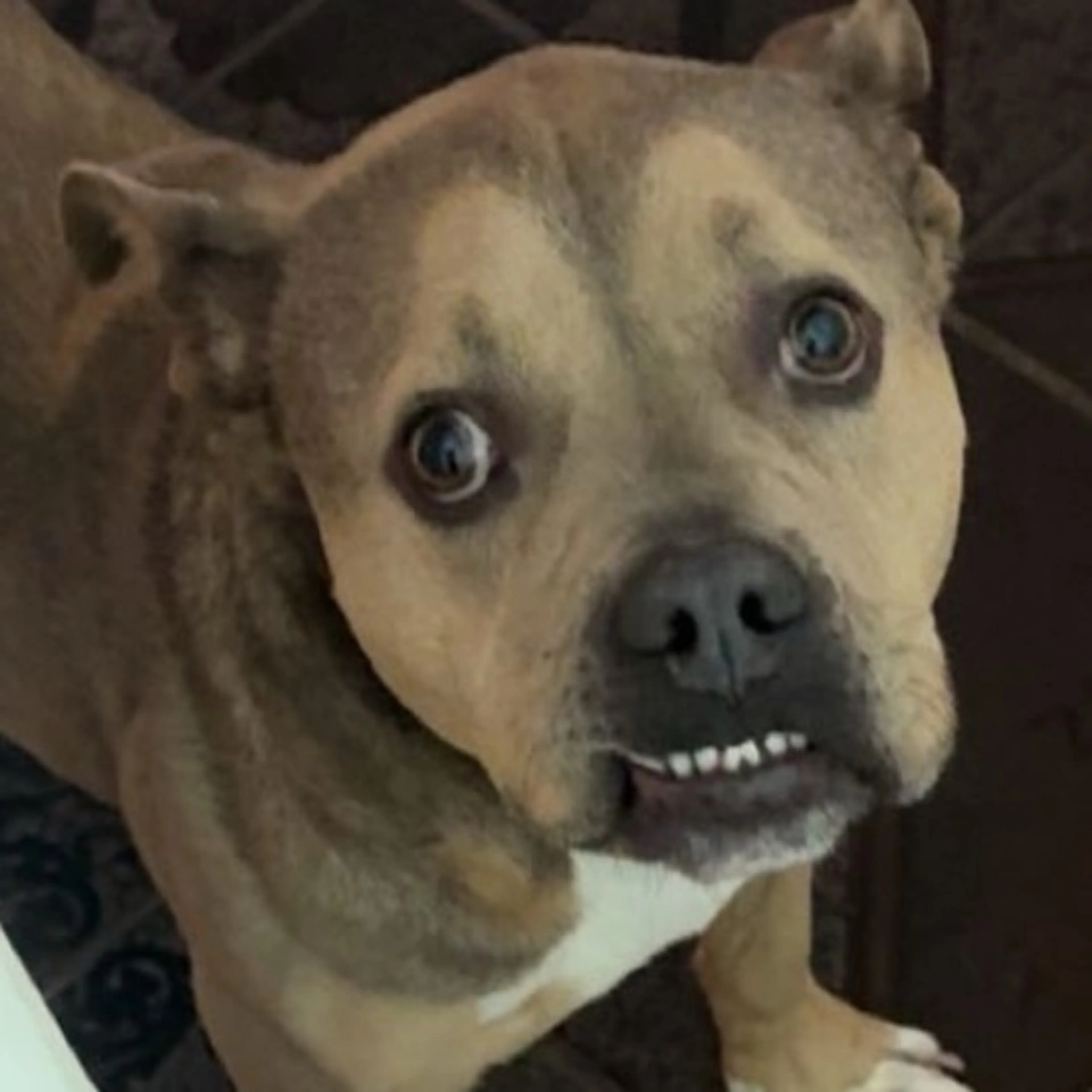 Lost pet