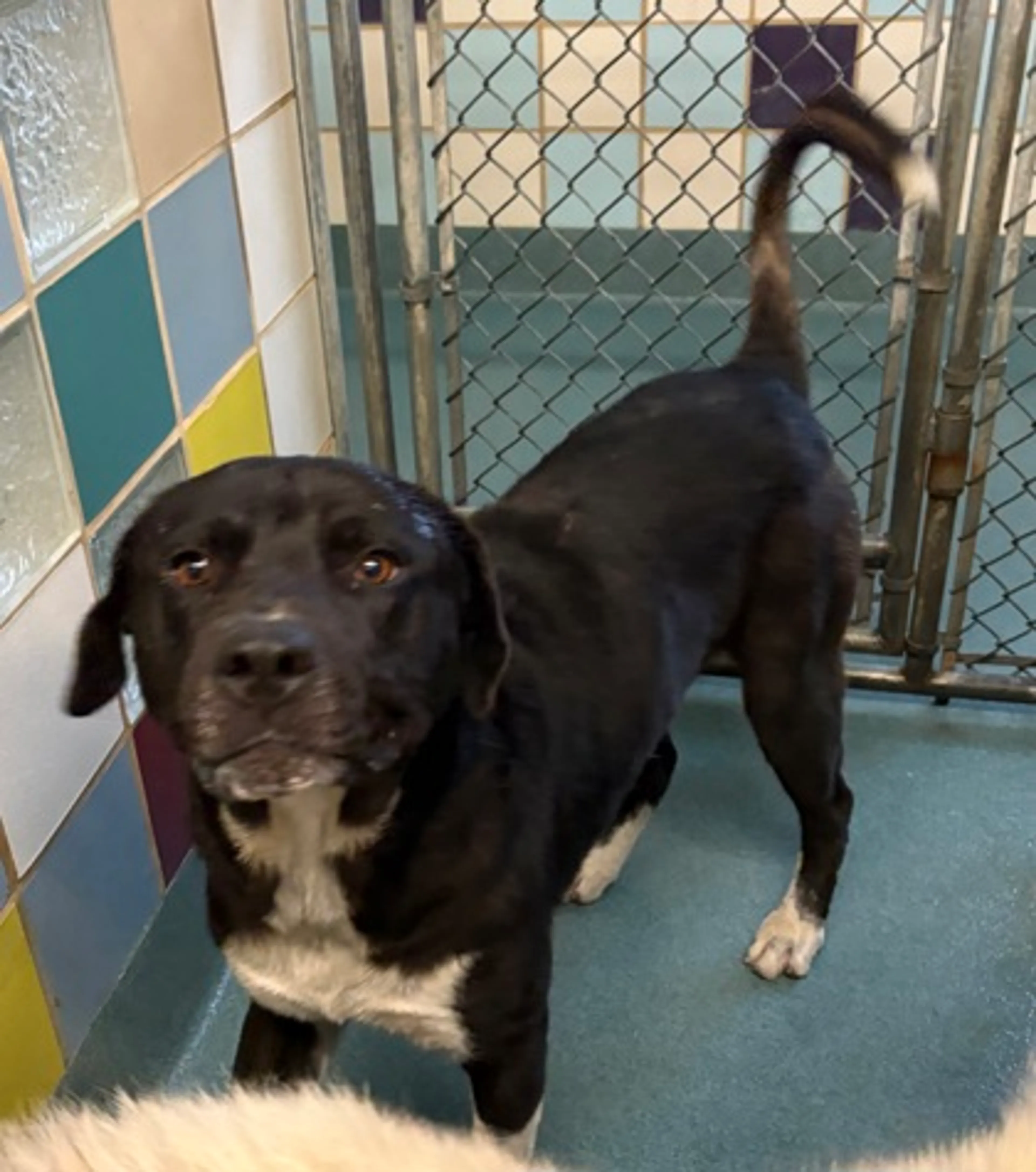 Found pet-2