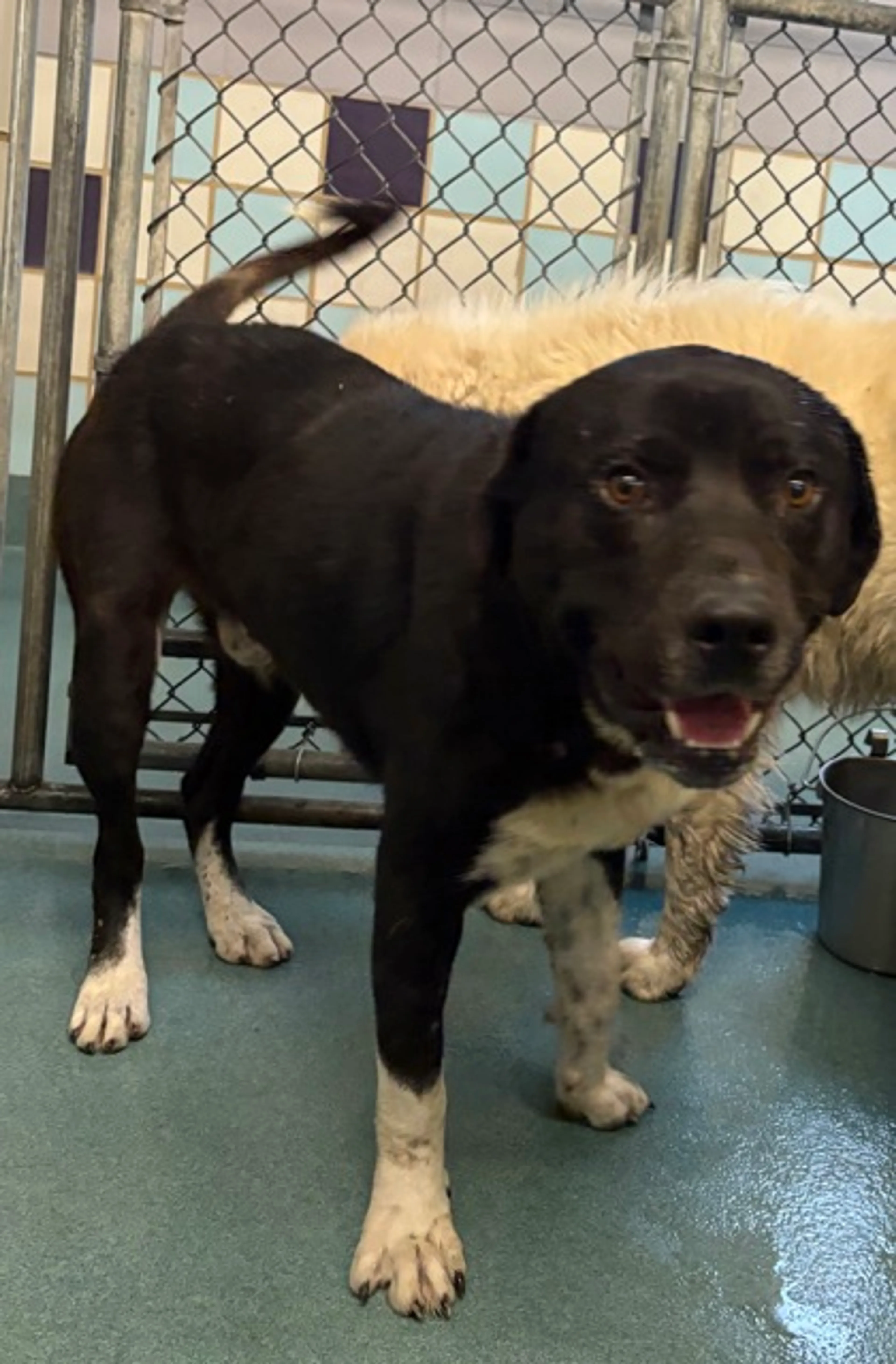 Found pet-1