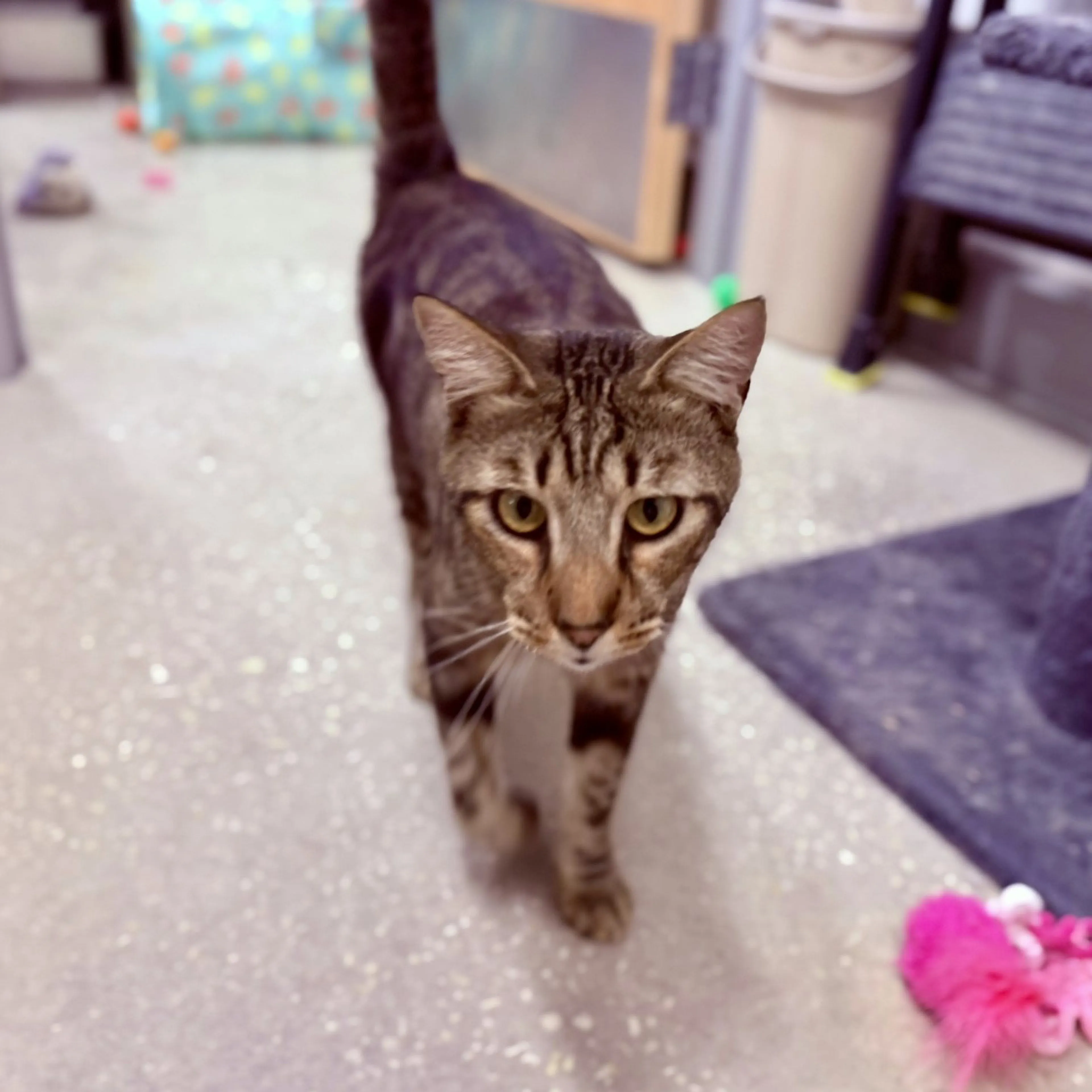 Found pet-3