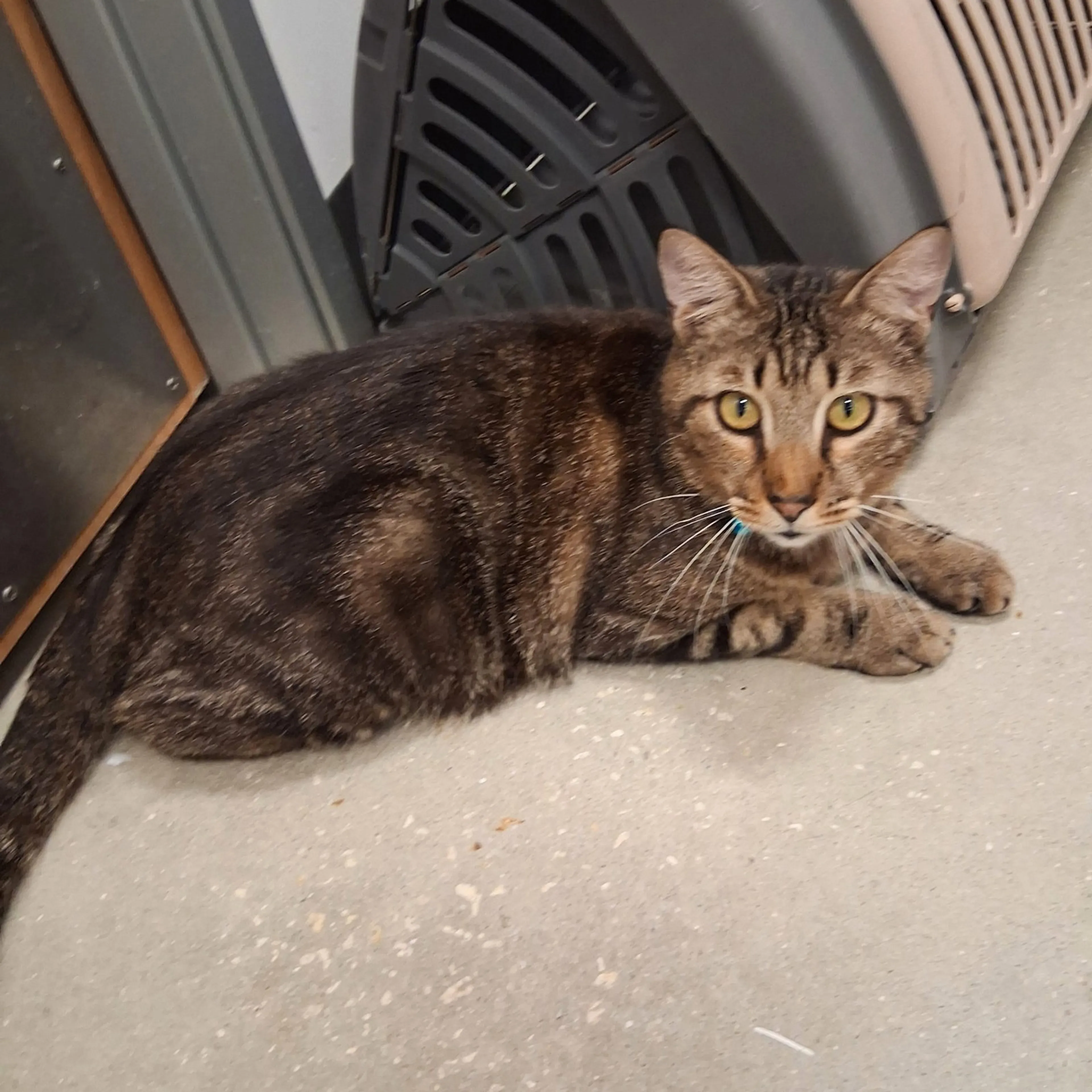 Found pet-1