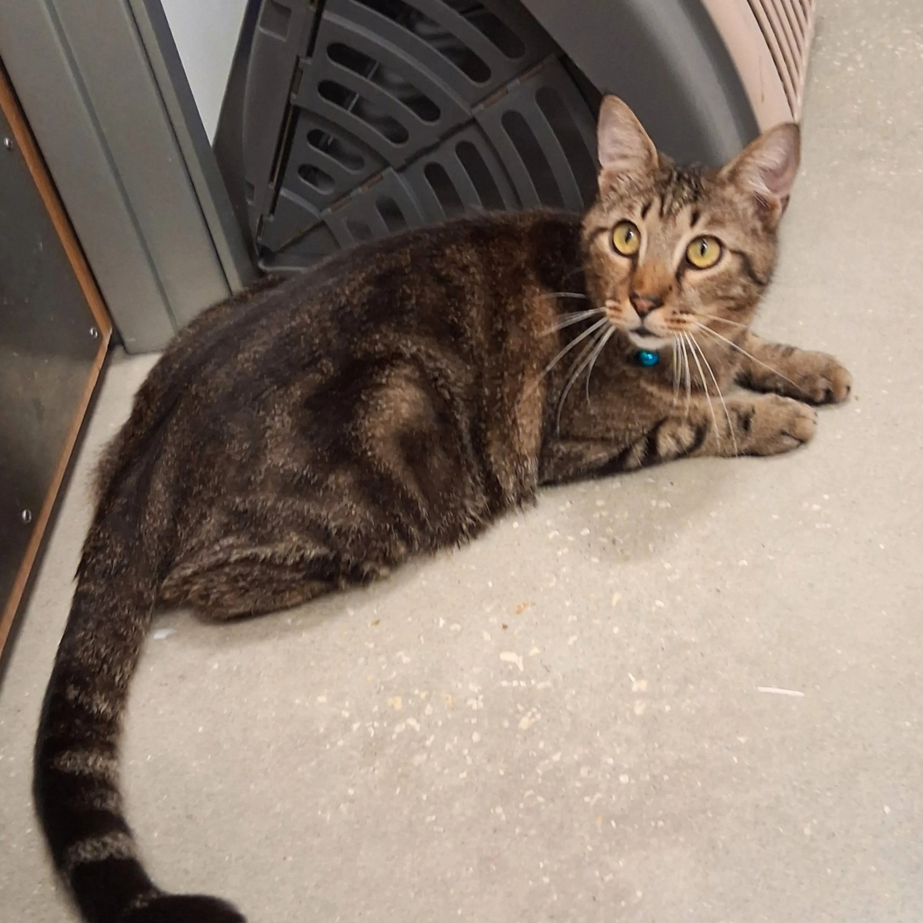 Found pet-2