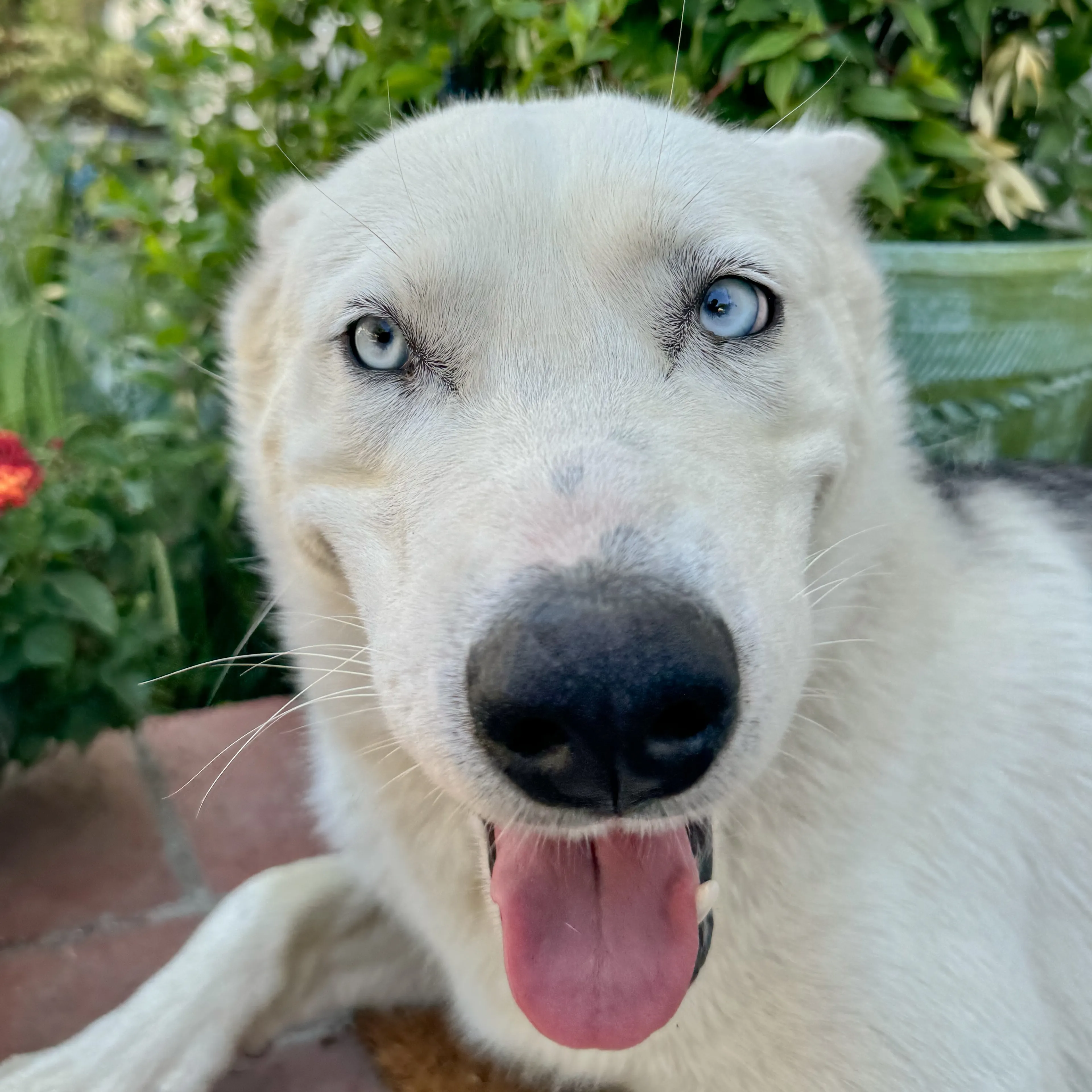 Lost pet-2