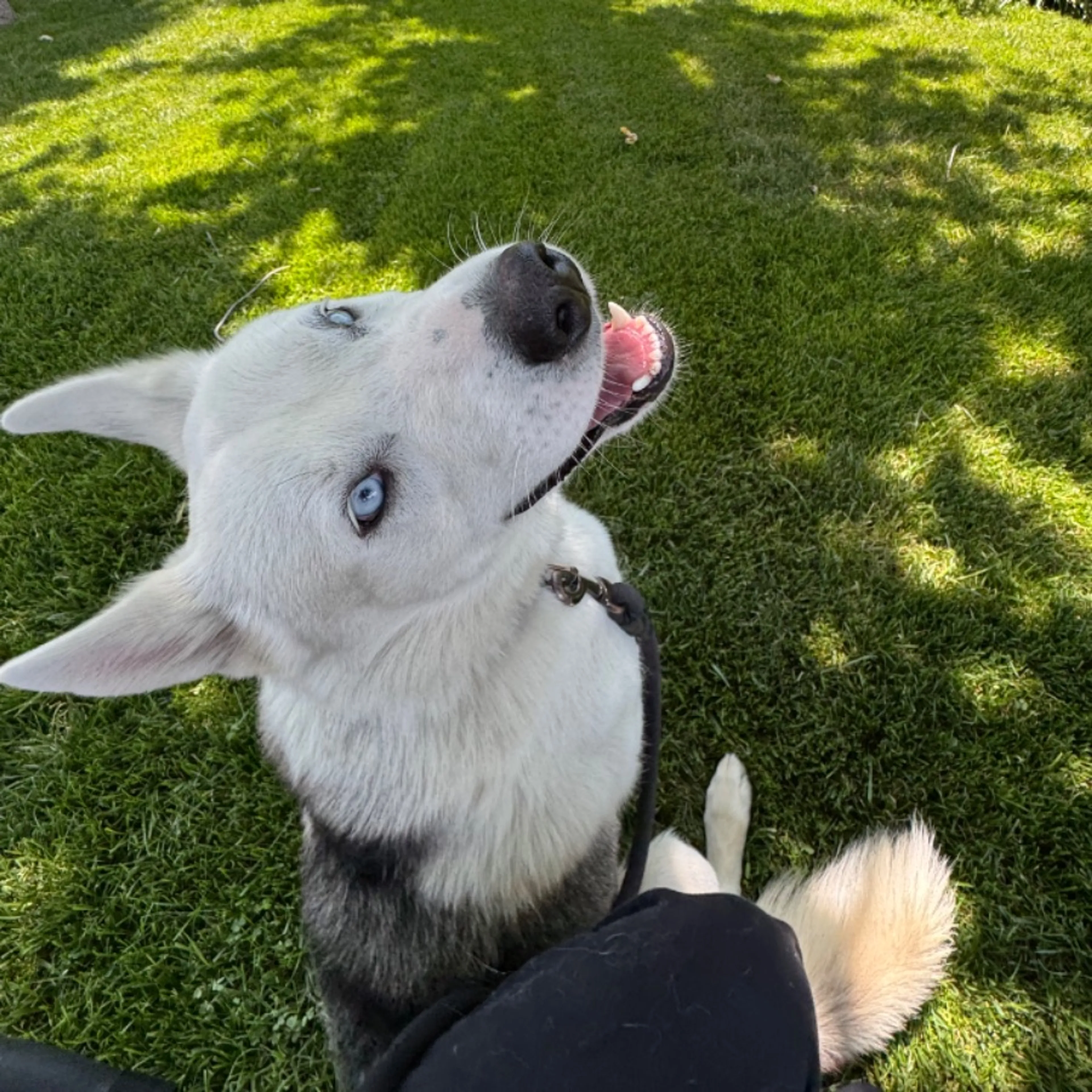 Lost pet-0
