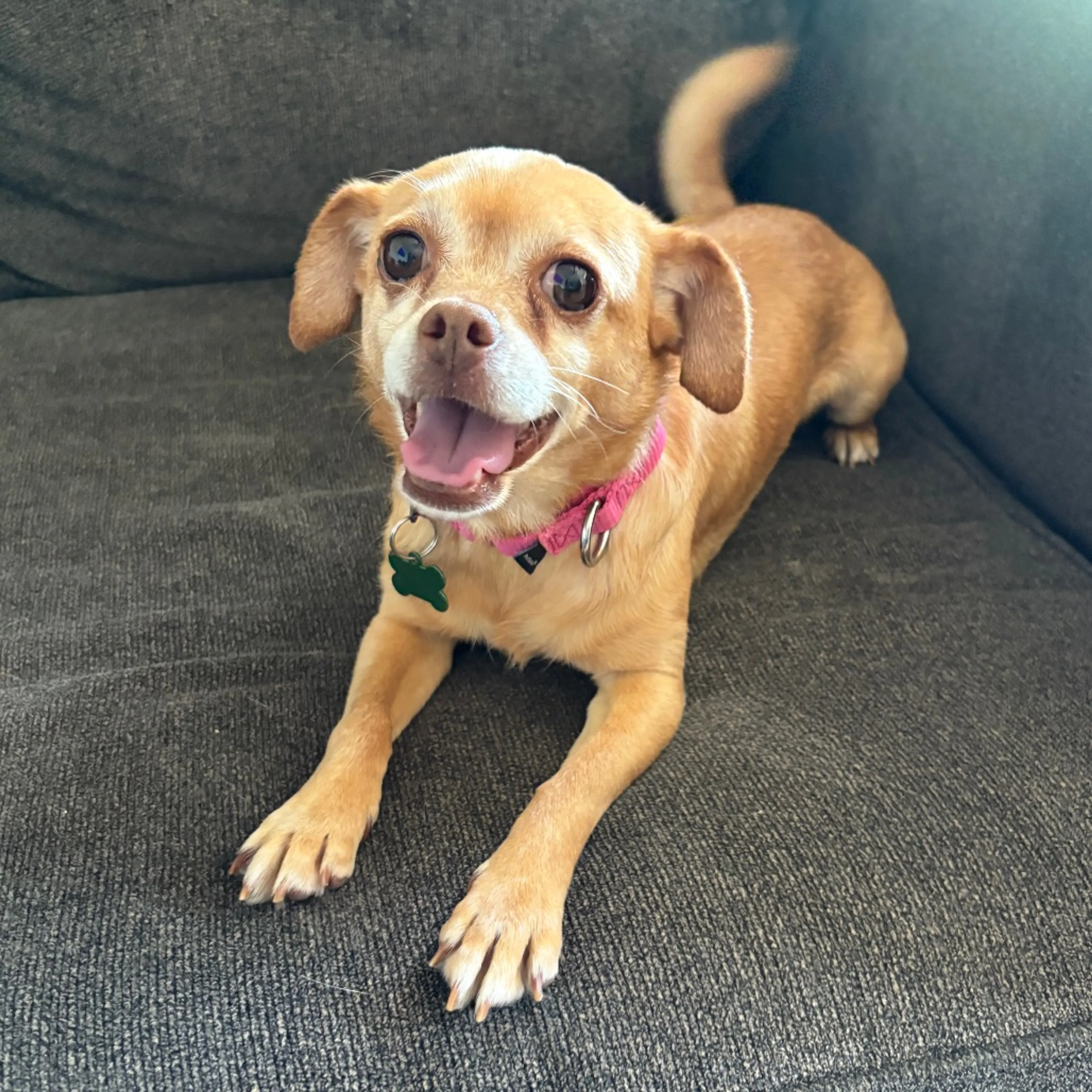 Found pet-6