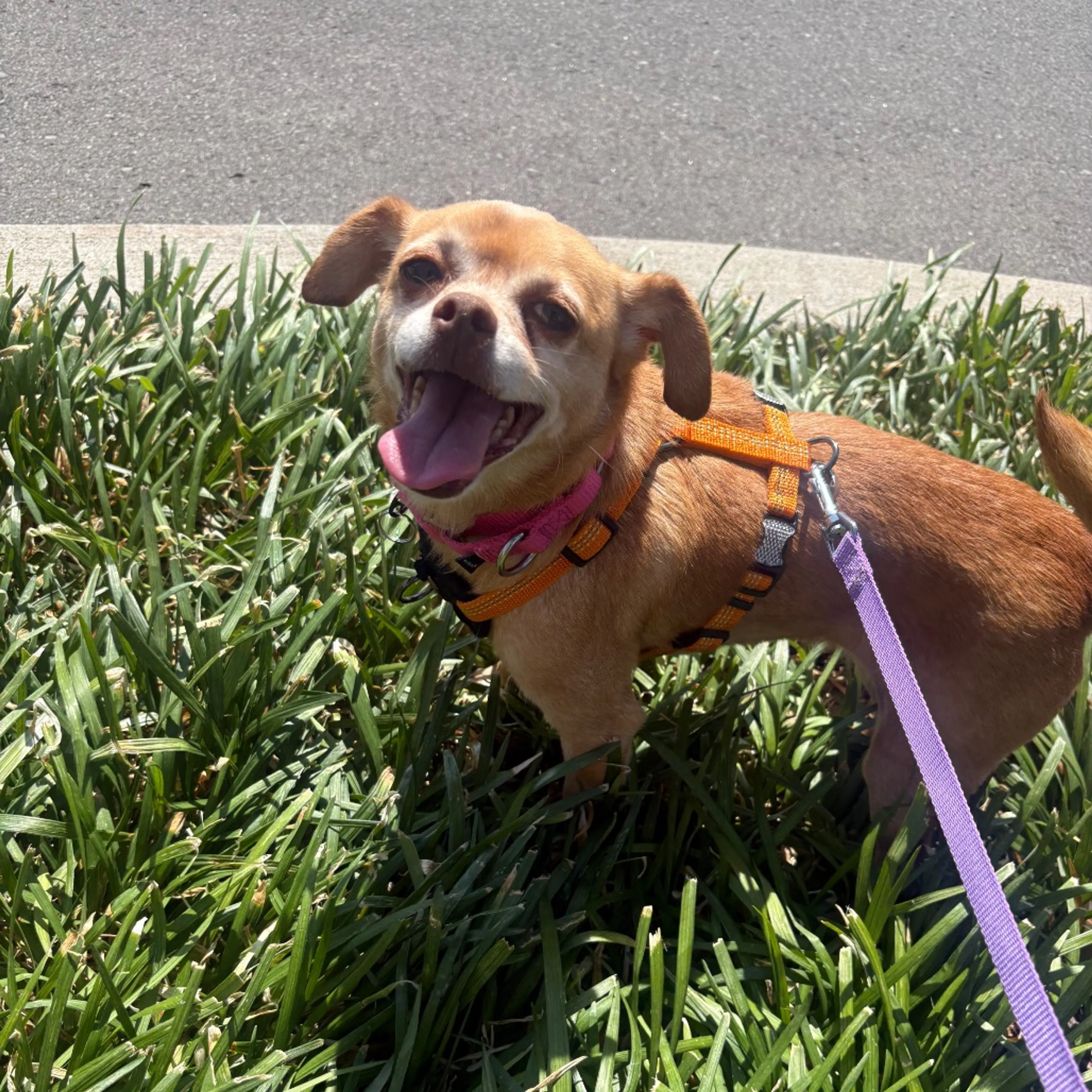 Found pet-7