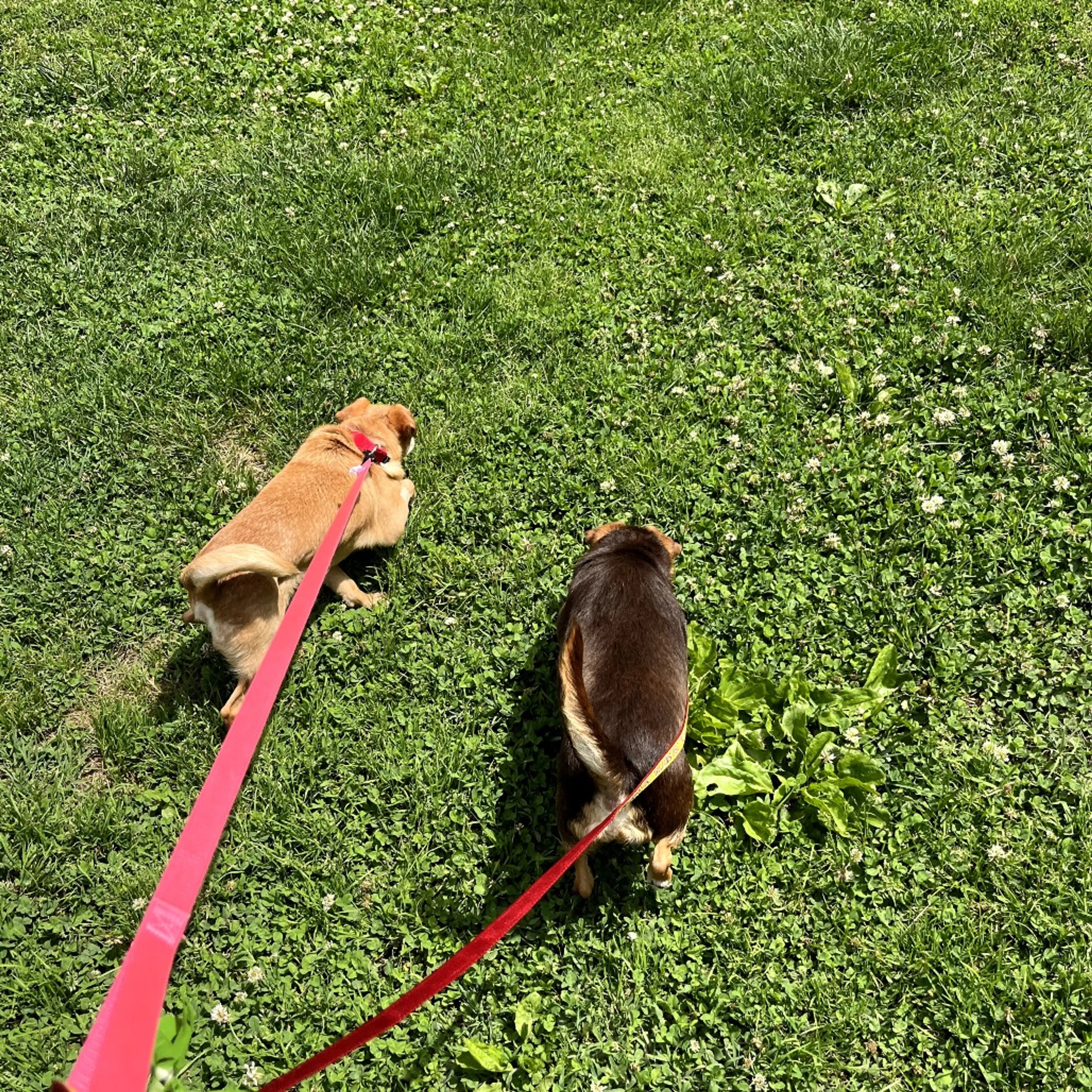 Found pet-9