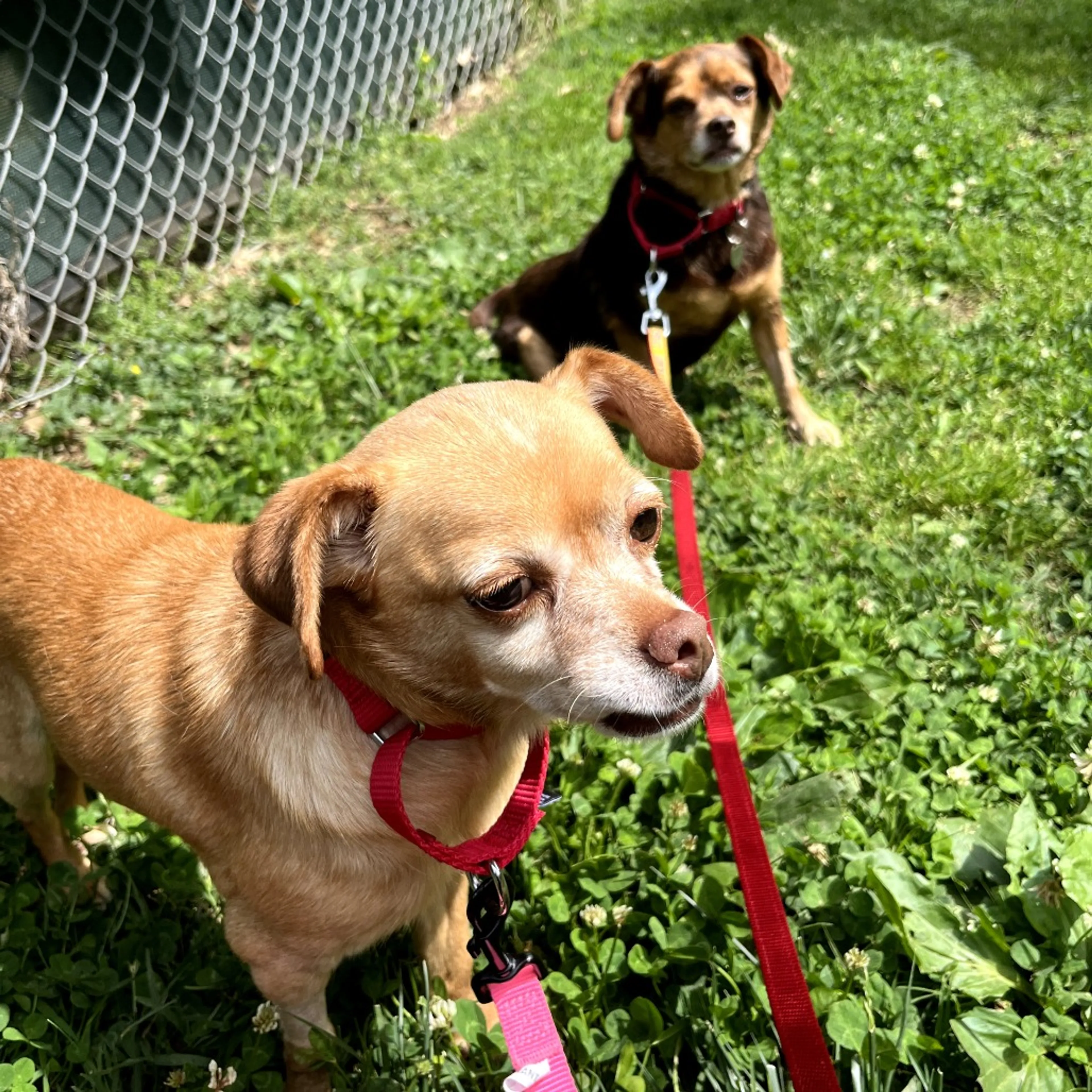 Found pet-11