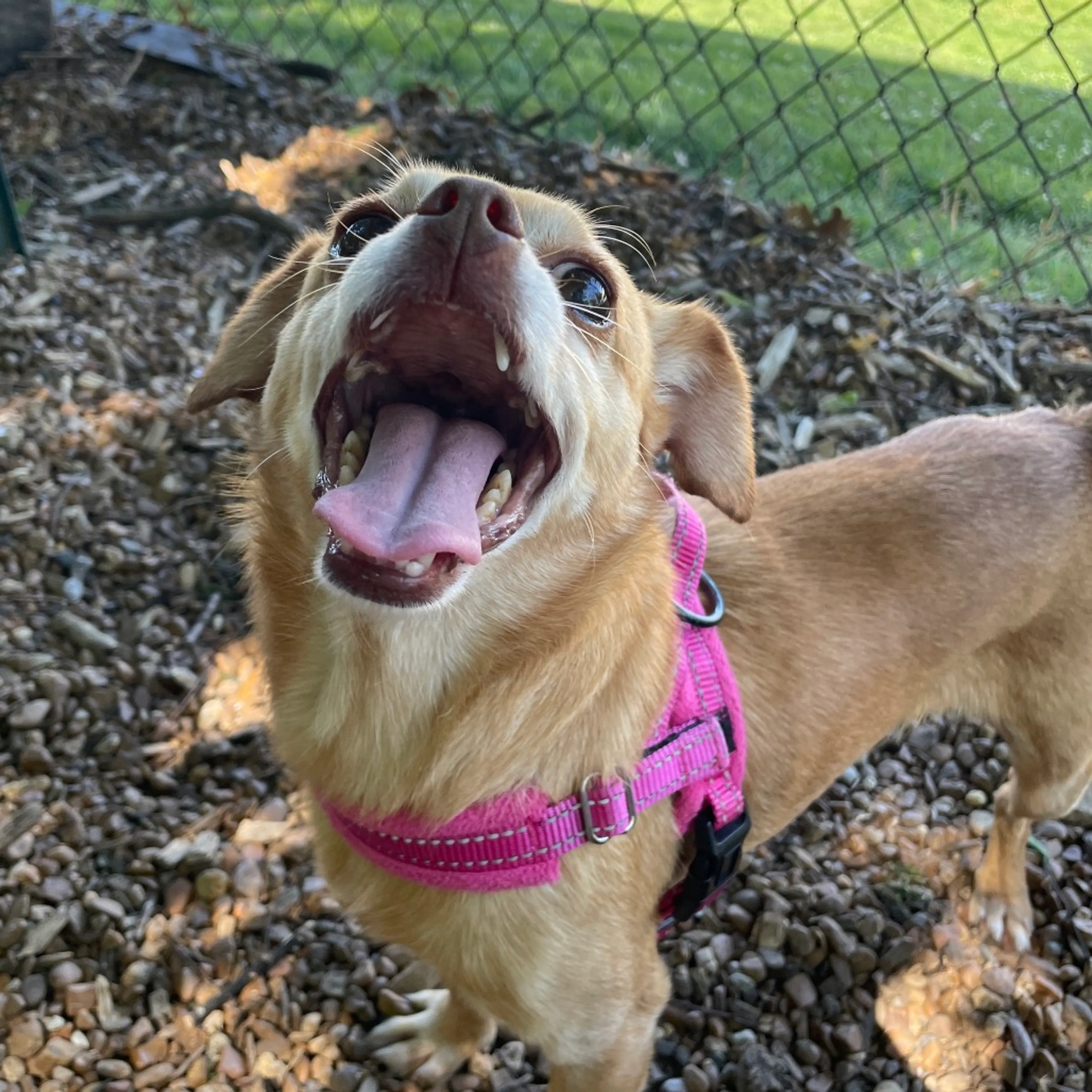 Found pet-1