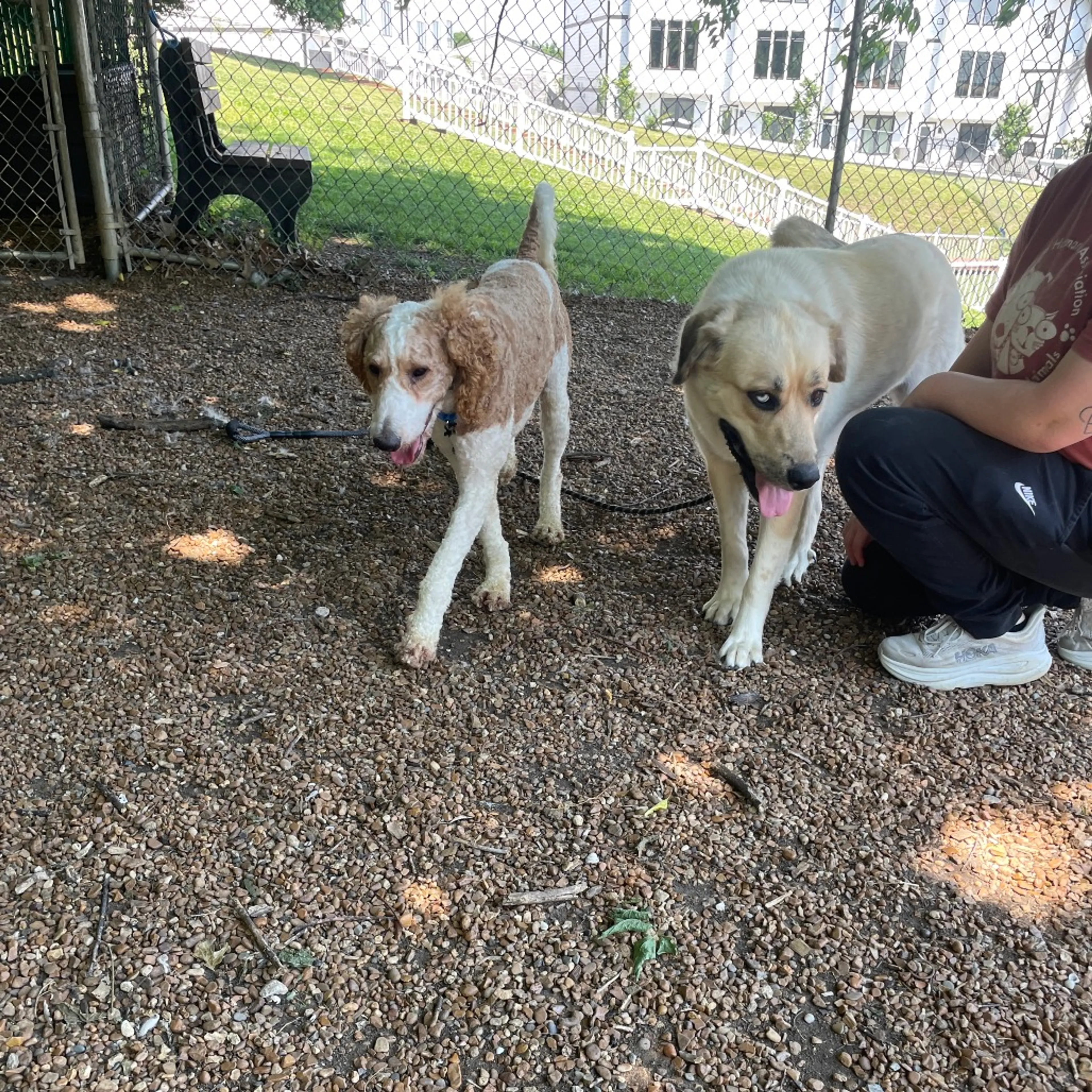 Found pet-5