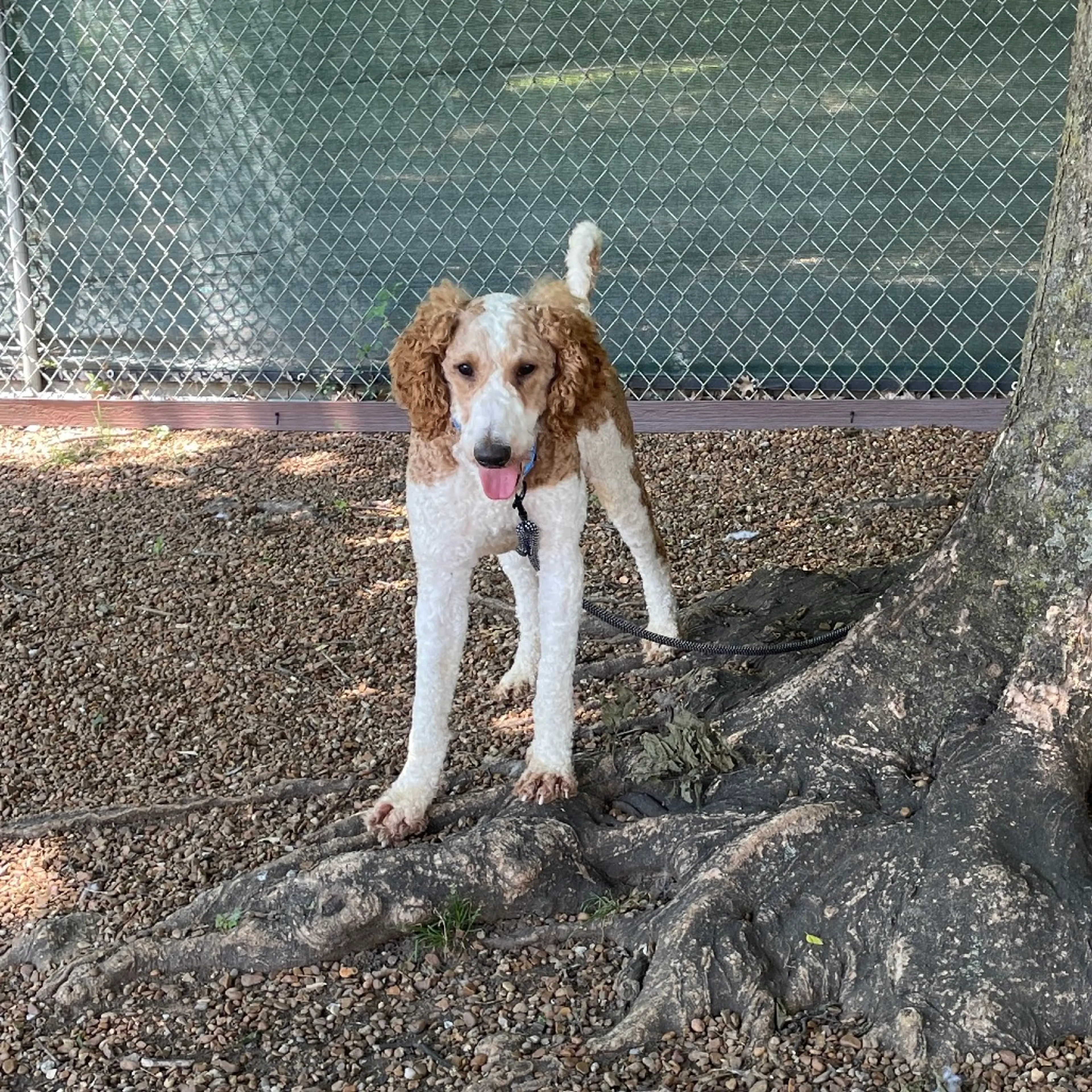 Found pet-6