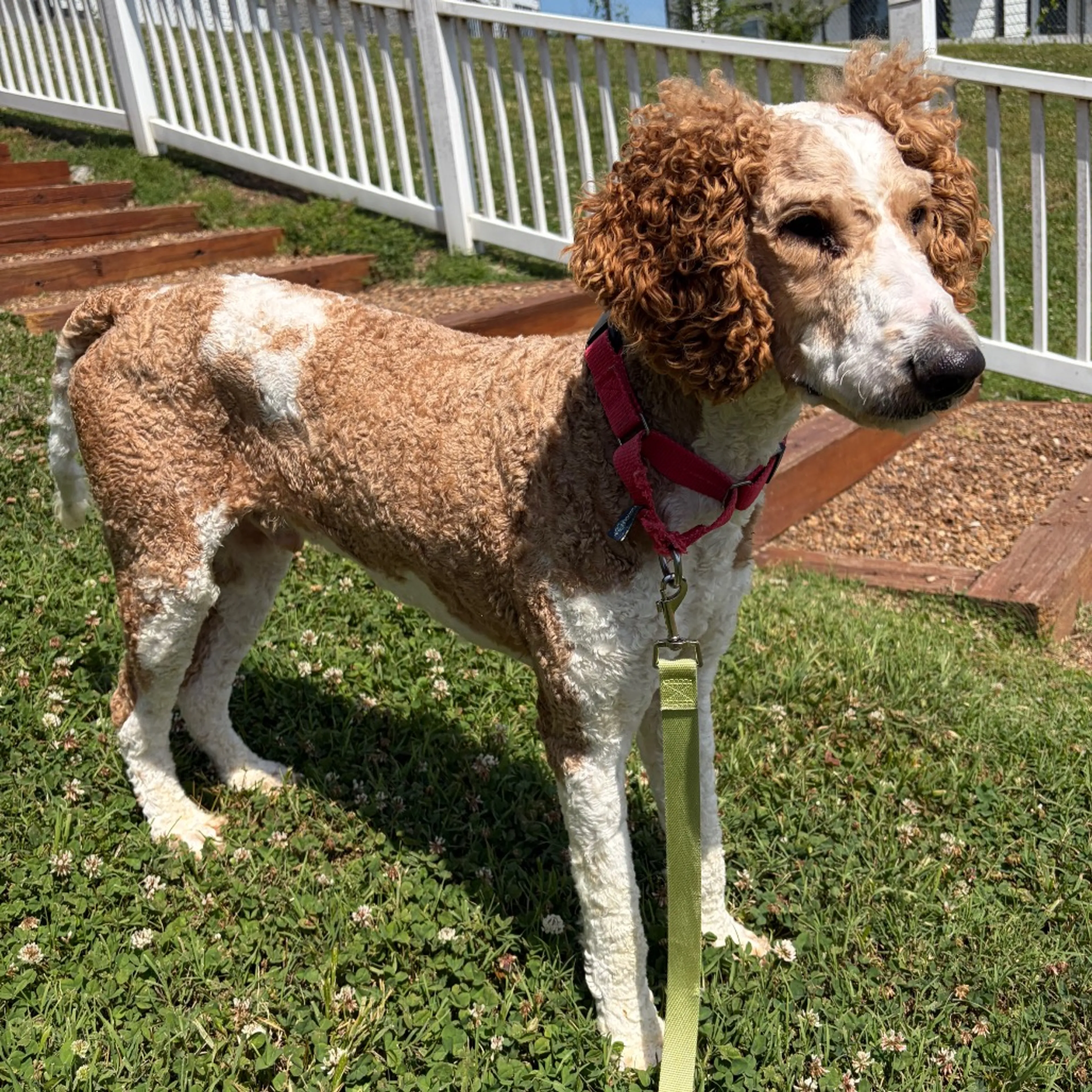 Found pet-1