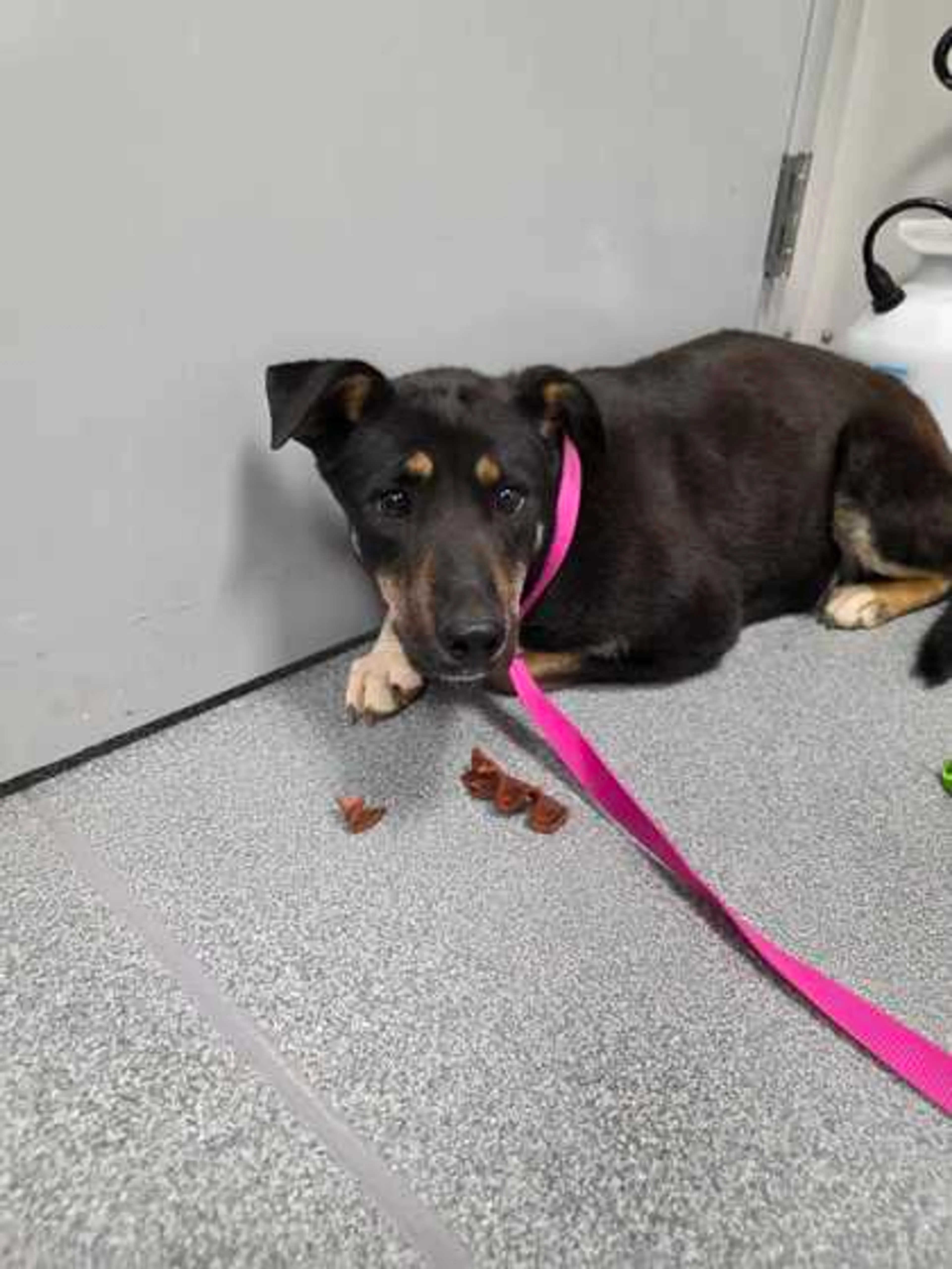 Found pet-2