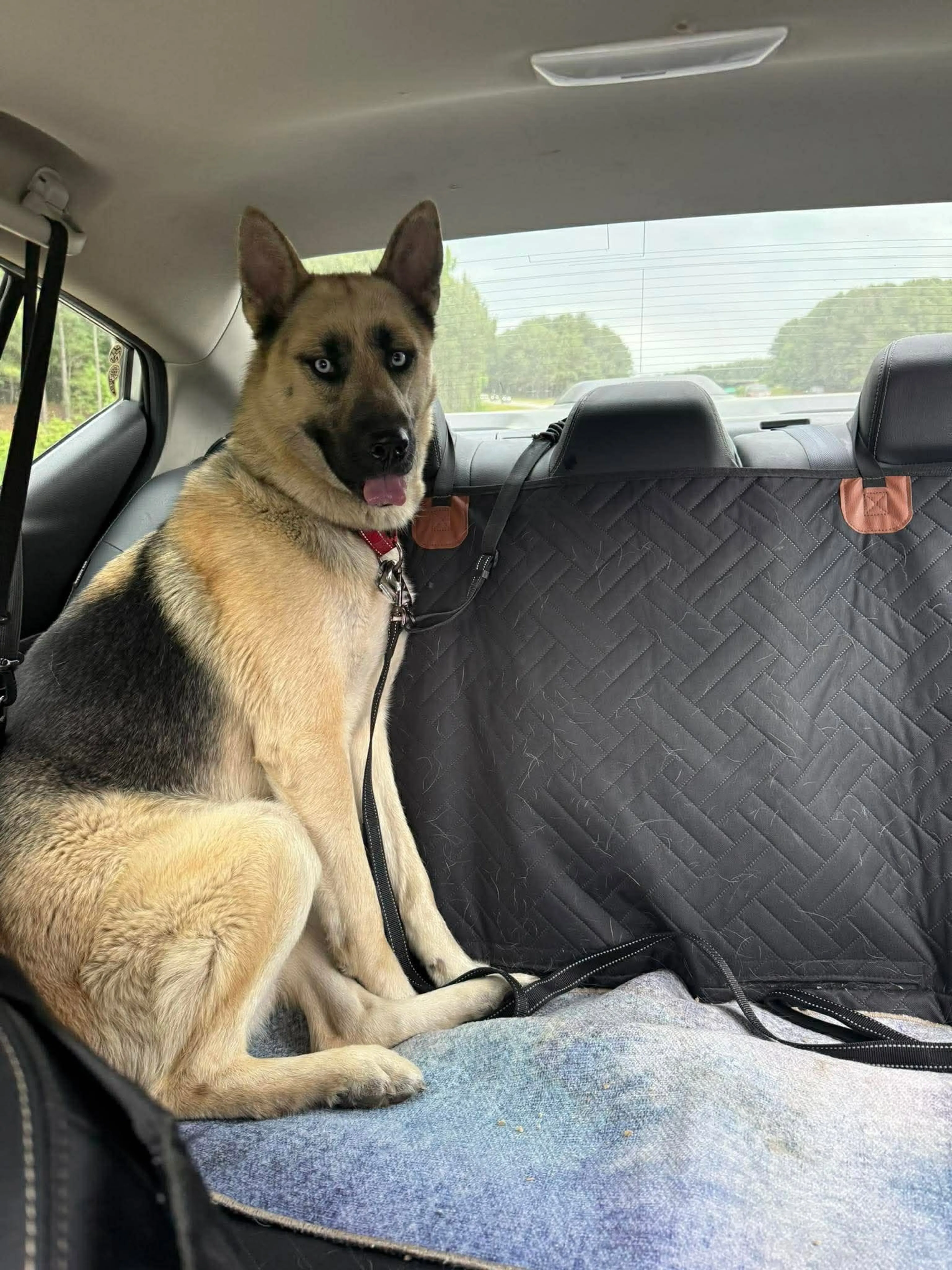 Found pet-3